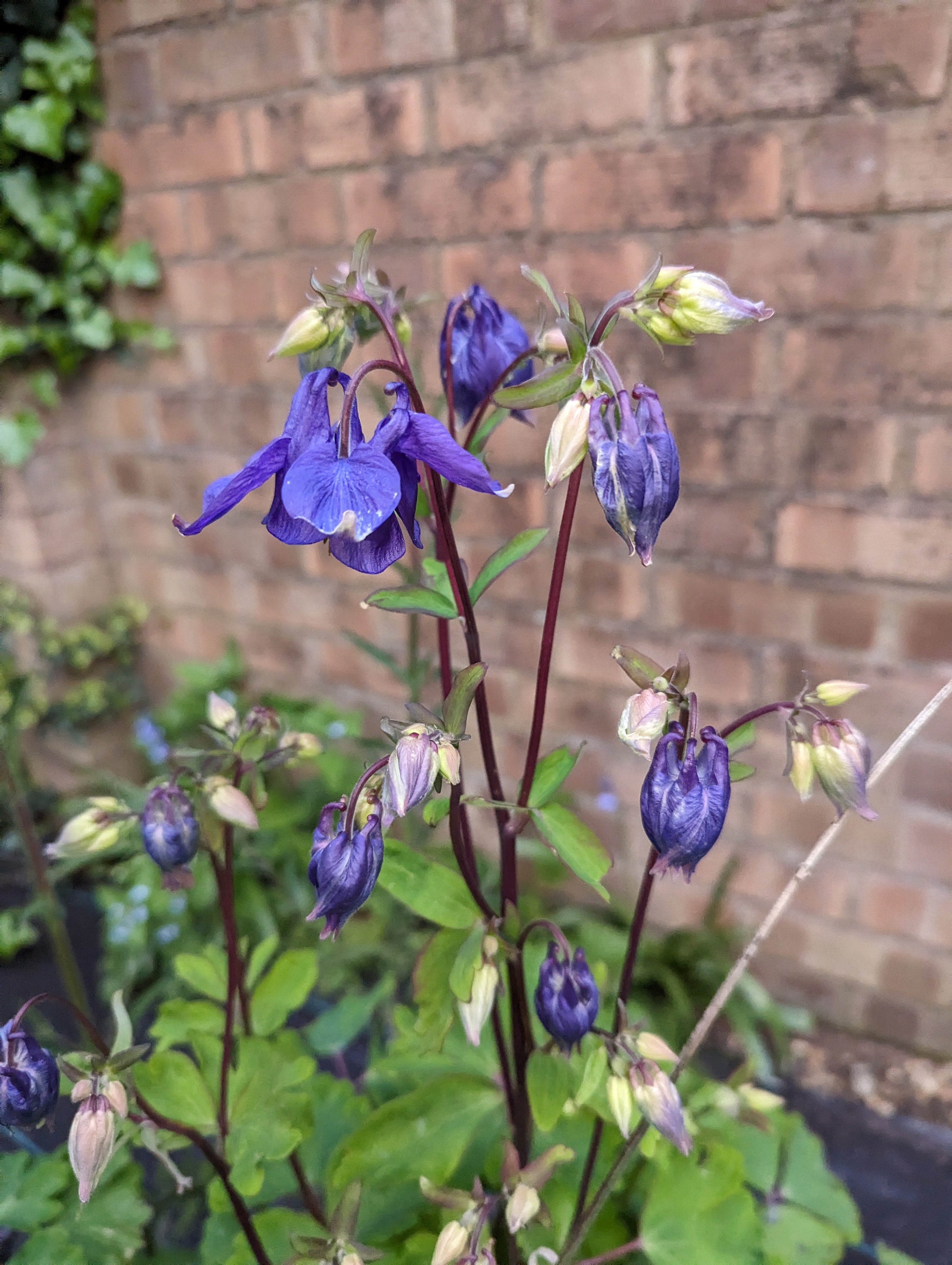 A close up of a plant. It has long, tendril like shoots going upwards, which have multiple flowers hanging off. The flowers range from mostly white, with a little purple in them while they haven’t opened yet, to outstretched and a beautiful deep shade of purple.