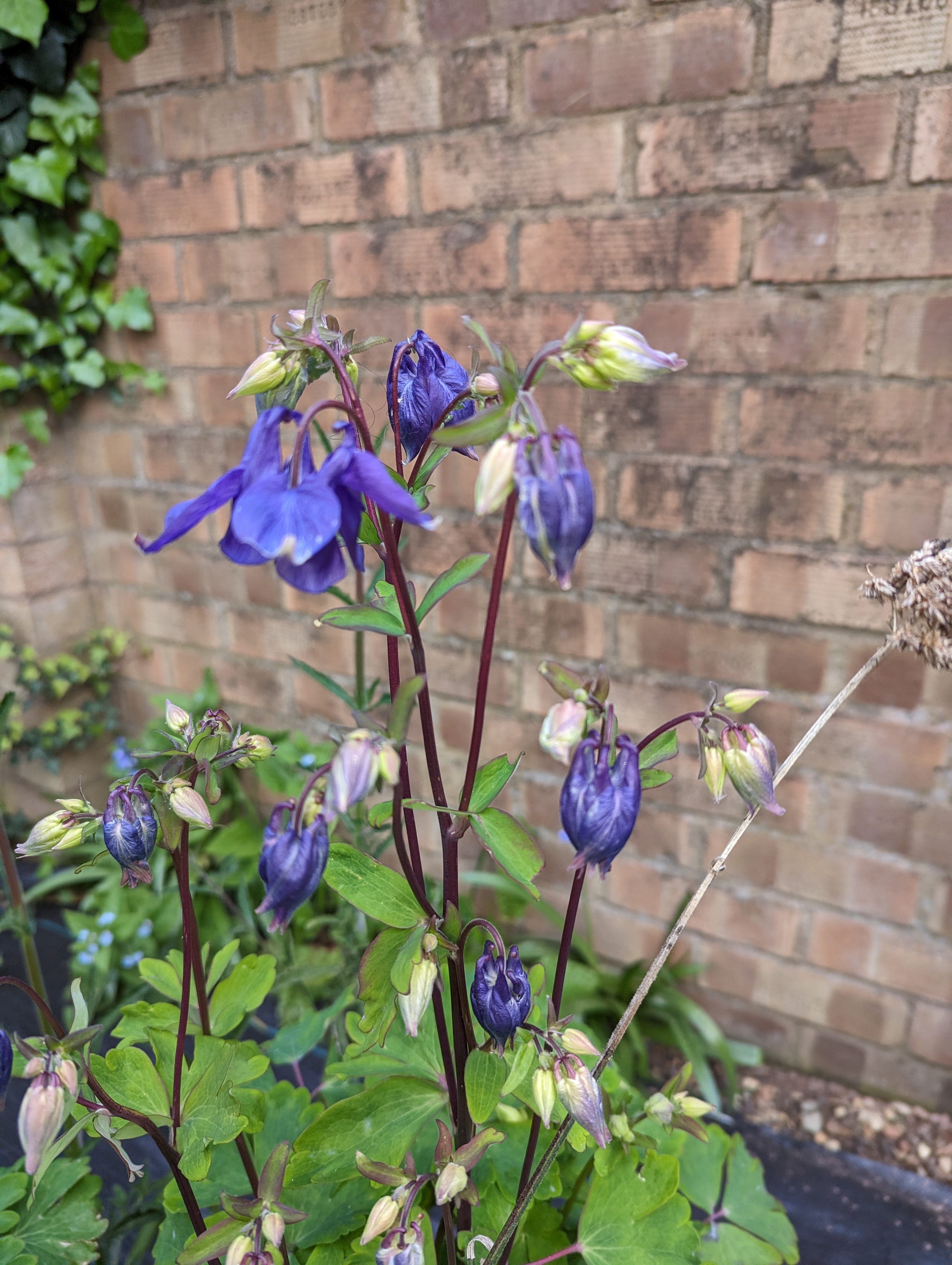 A close up of a plant. It has long, tendril like shoots going upwards, which have multiple flowers hanging off. The flowers range from mostly white, with a little purple in them while they haven’t opened yet, to outstretched and a beautiful deep shade of purple.