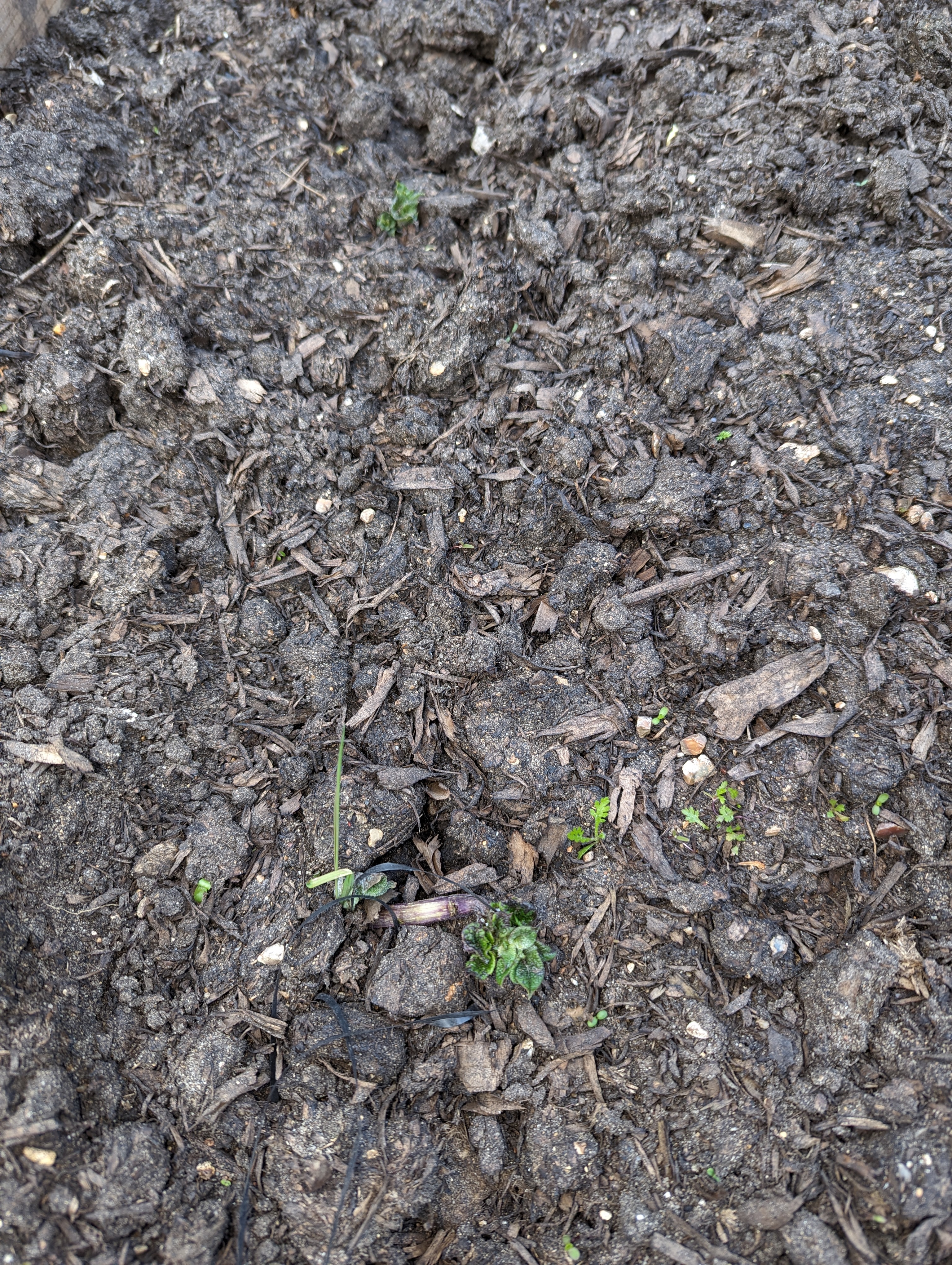 A mostly brown picture of dirt, but with two small potato sprouts peaking above the ground level