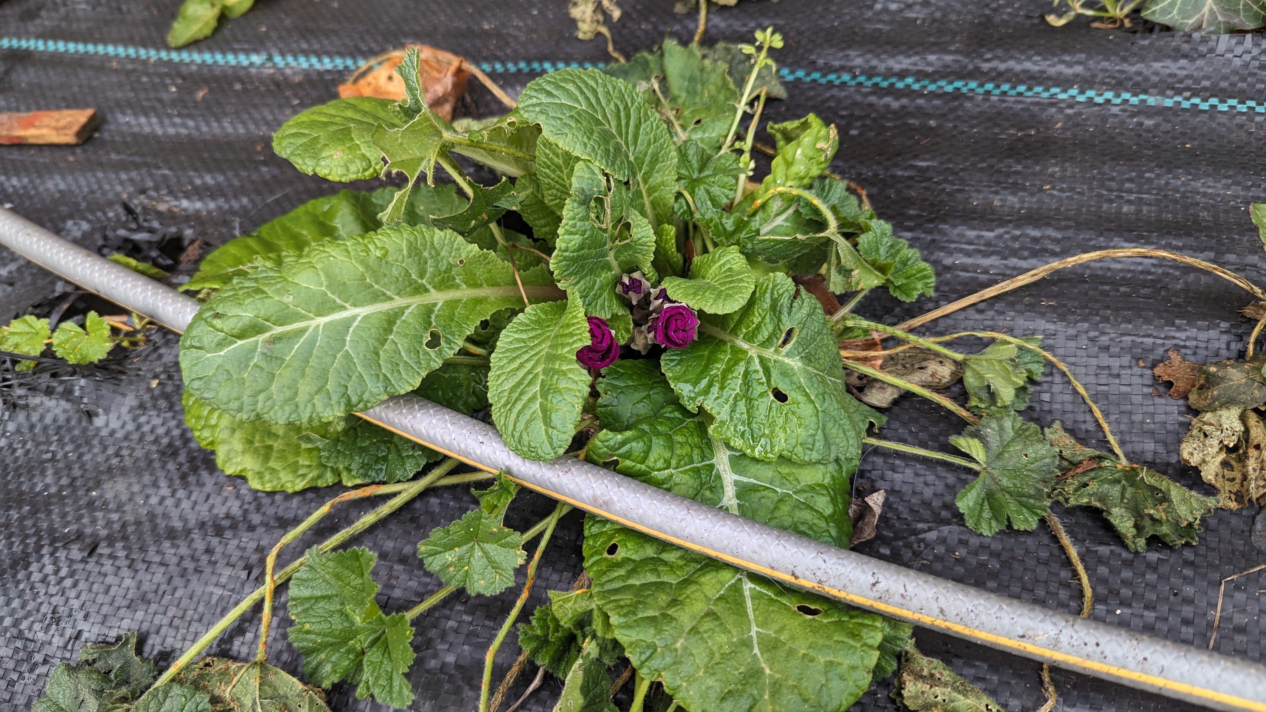 A small plant with budding purple flowers.