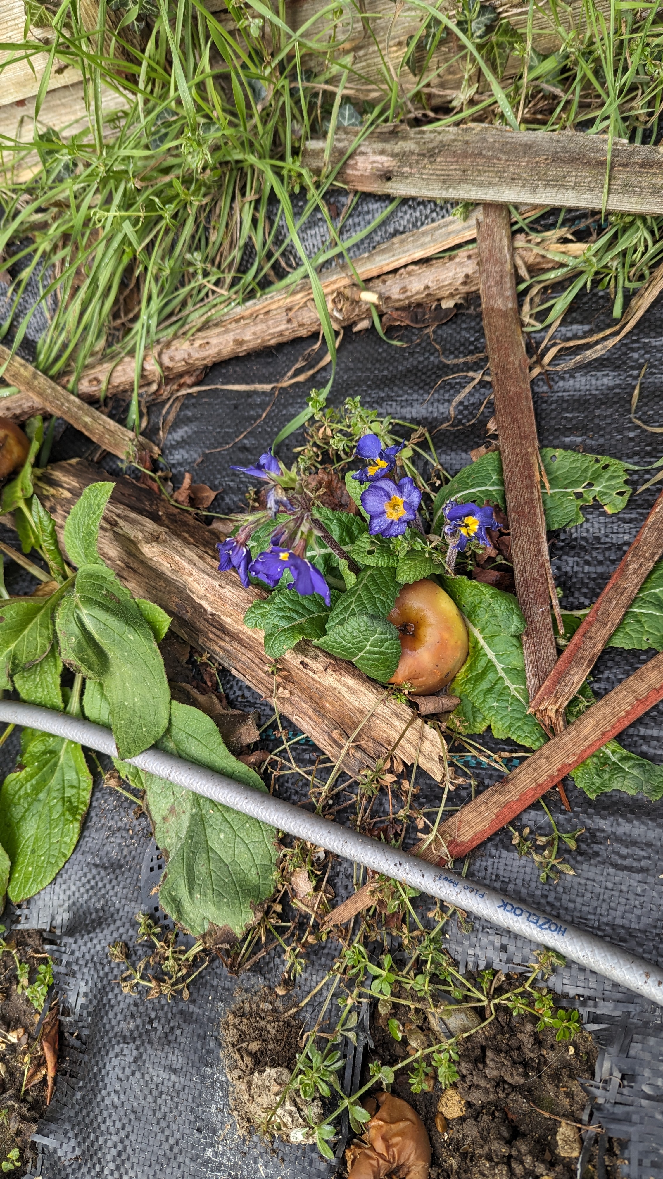 A small plant with blue flowers.