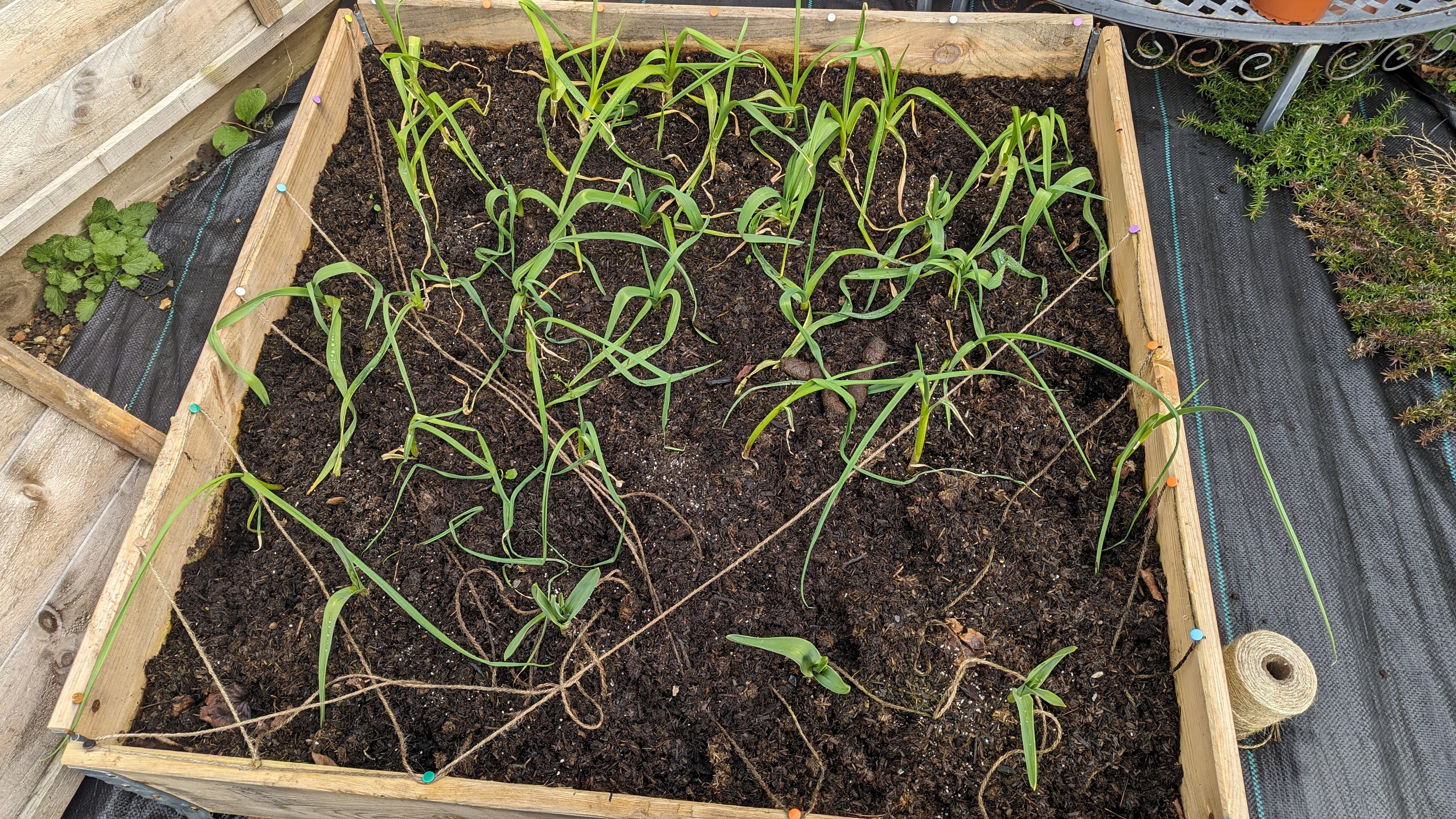 Assorted garlics growing