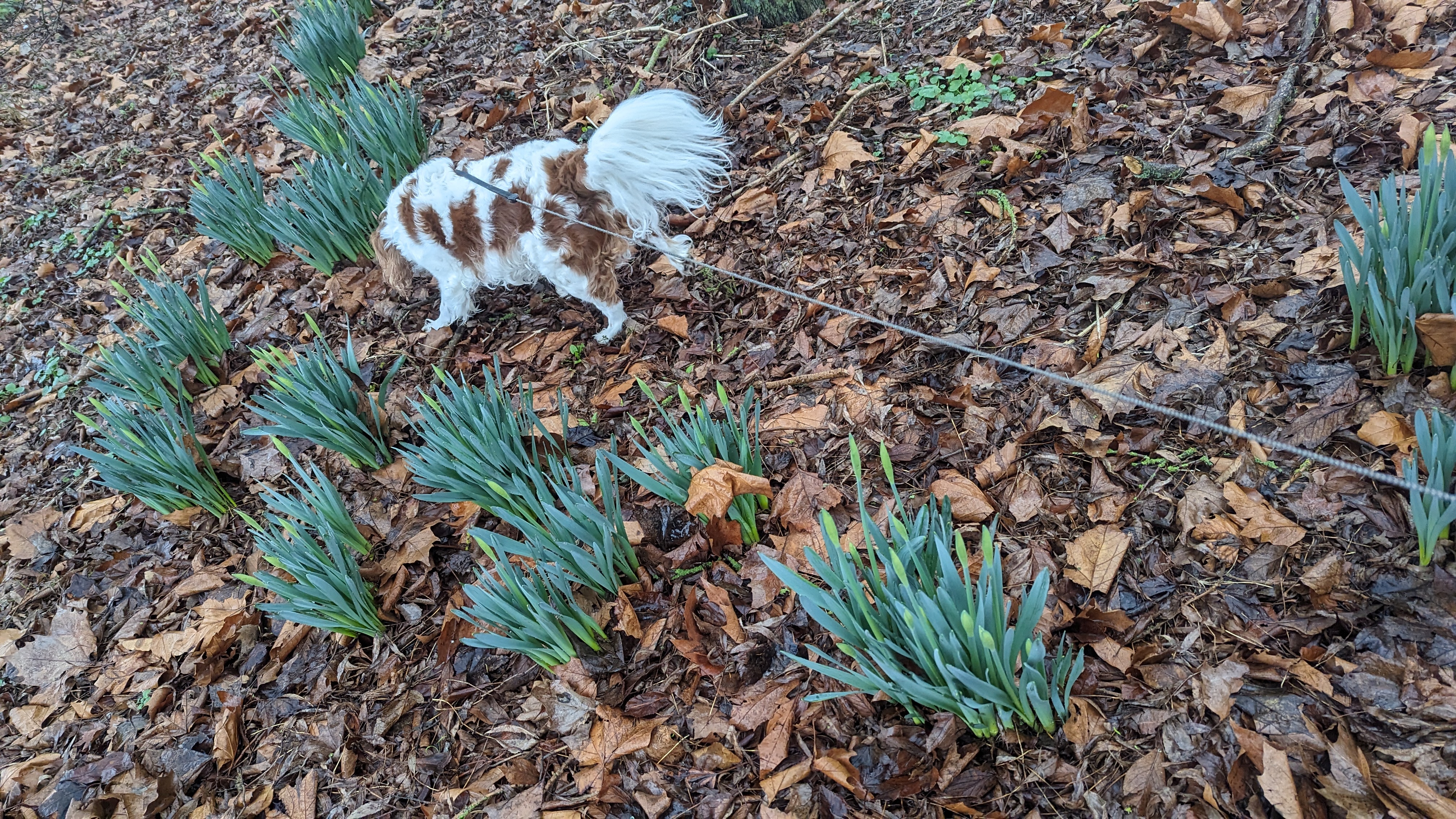 A small white and brown dog surrounded by daffodils, some of which look ready to bloom.