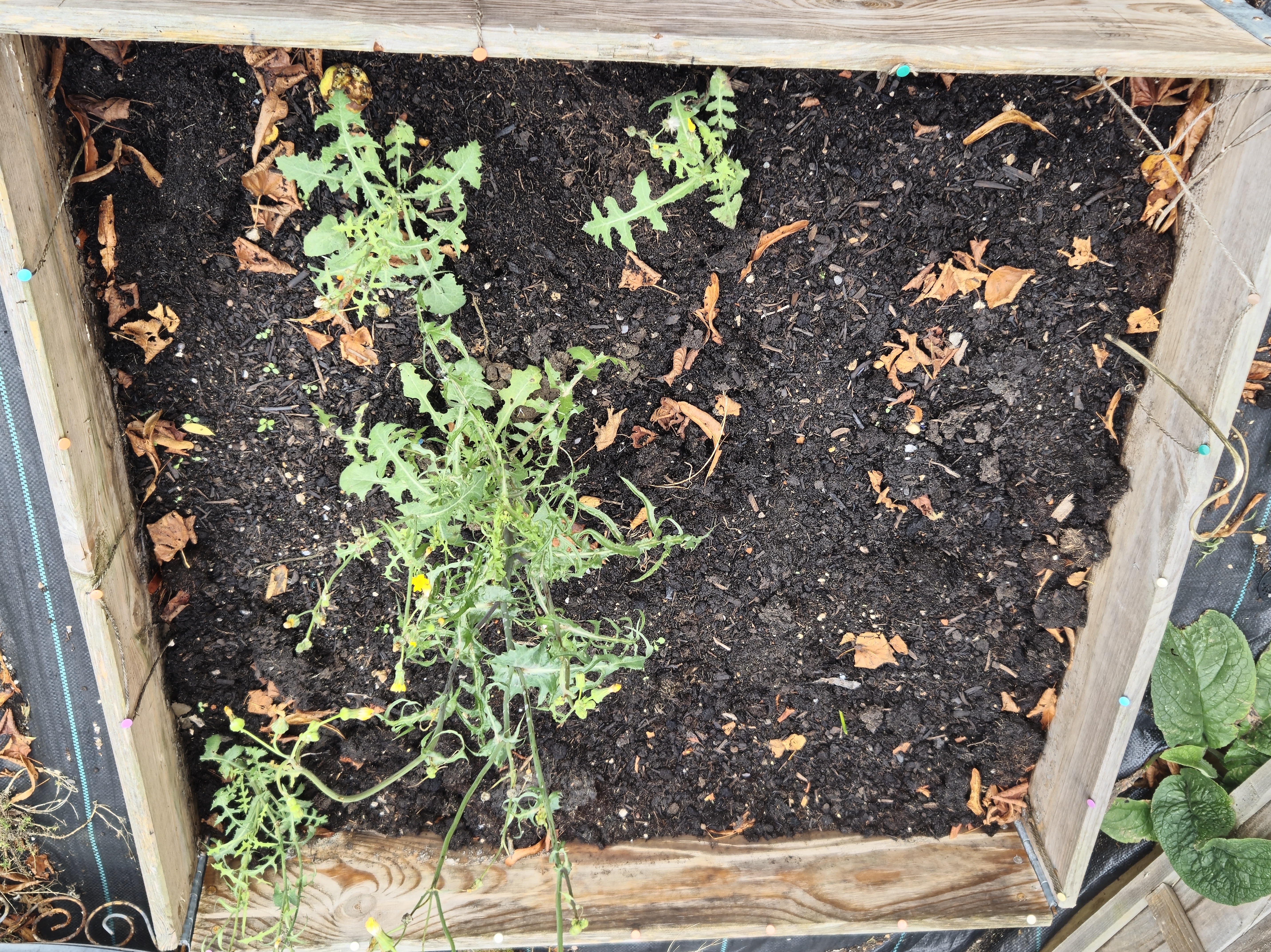 A wooden box with an open top, approximately 1.5 meters square. It’s half full of pretty damp looking dirt, there are a few large weeds in it.