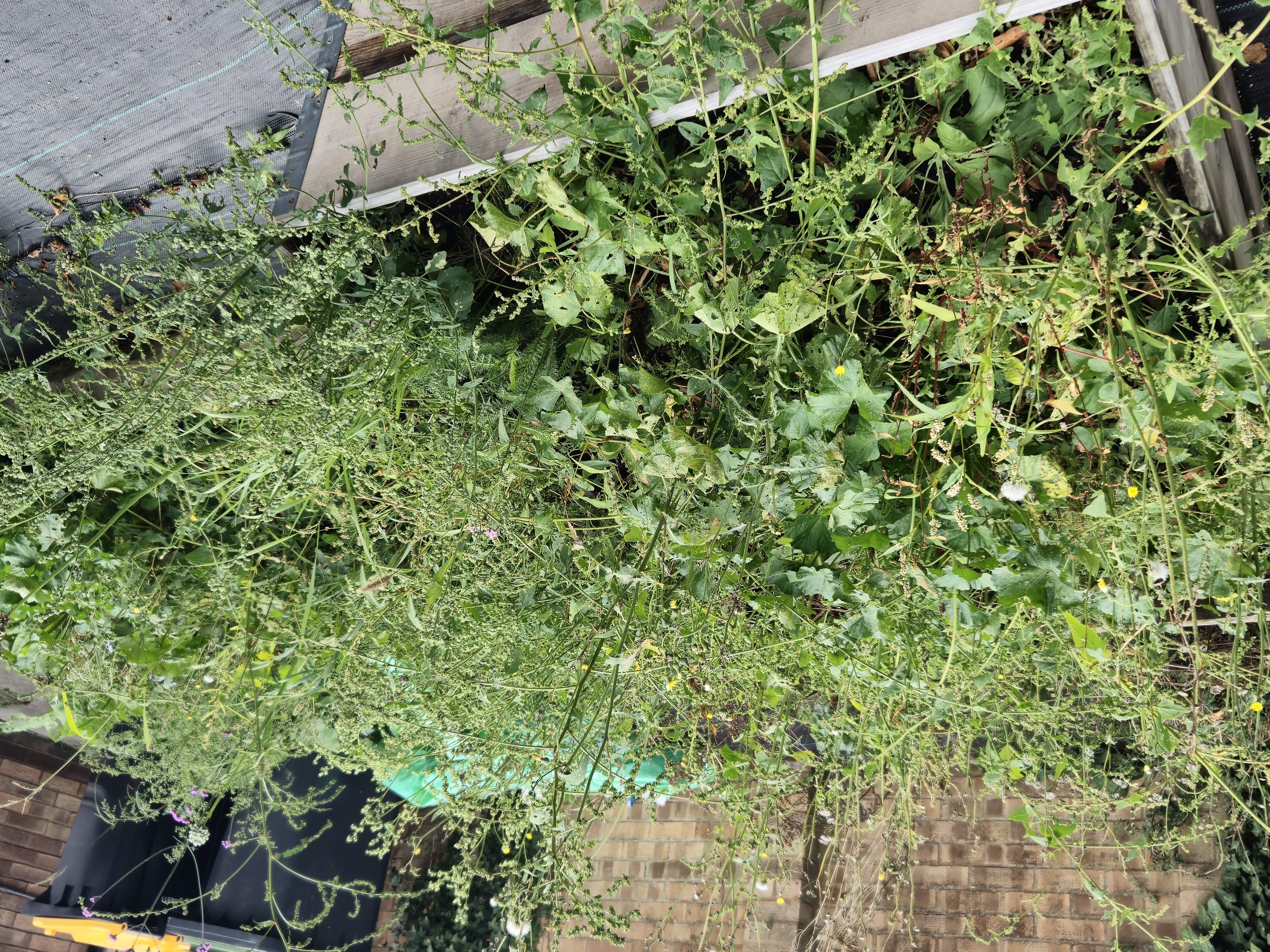 Two wooden boxes, both overflowing with plants, in chaos, or maybe harmony…?