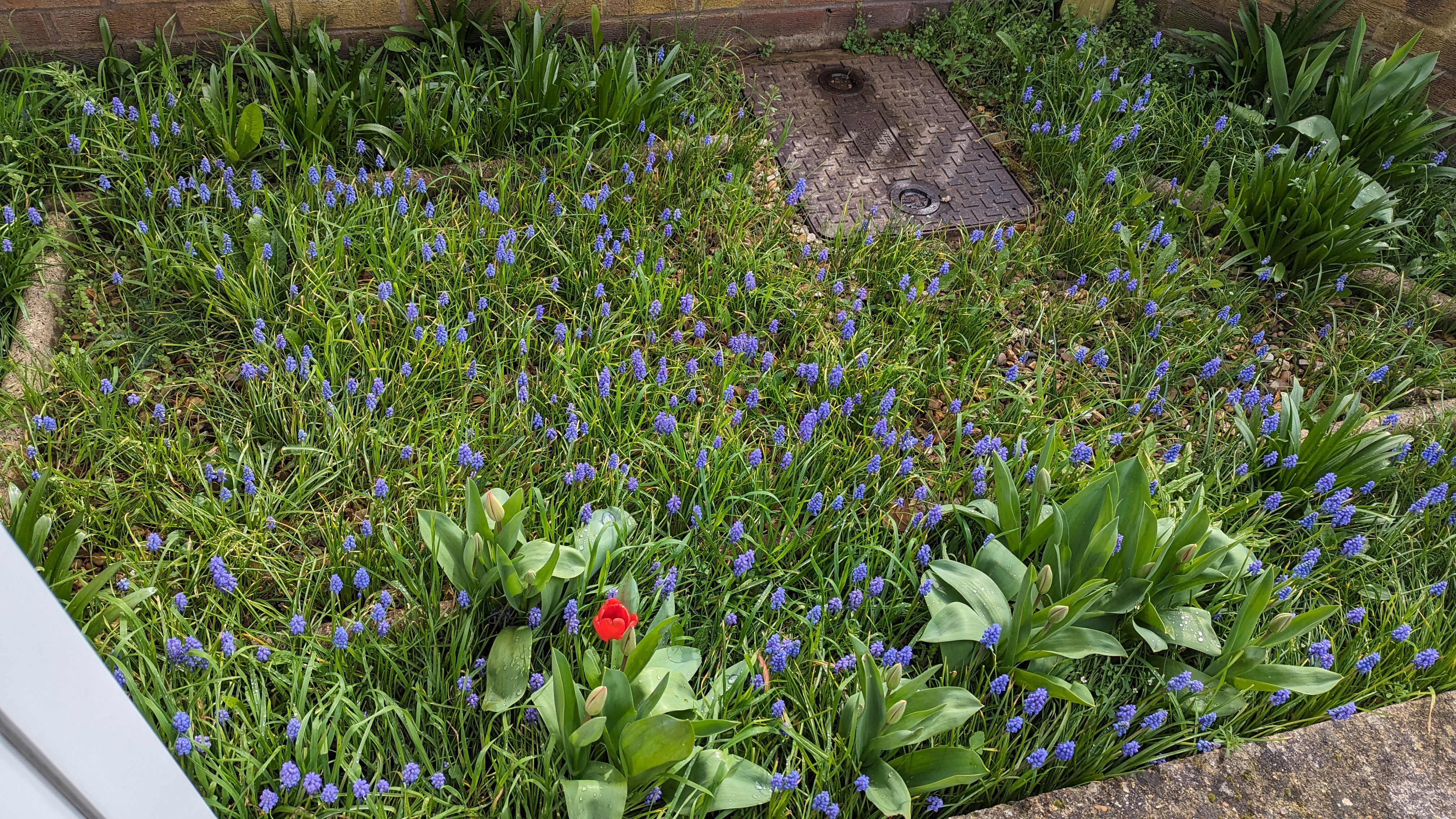 Photo of mostly green grass, but also some purple flowers, and some tulips, one of which is blooming.