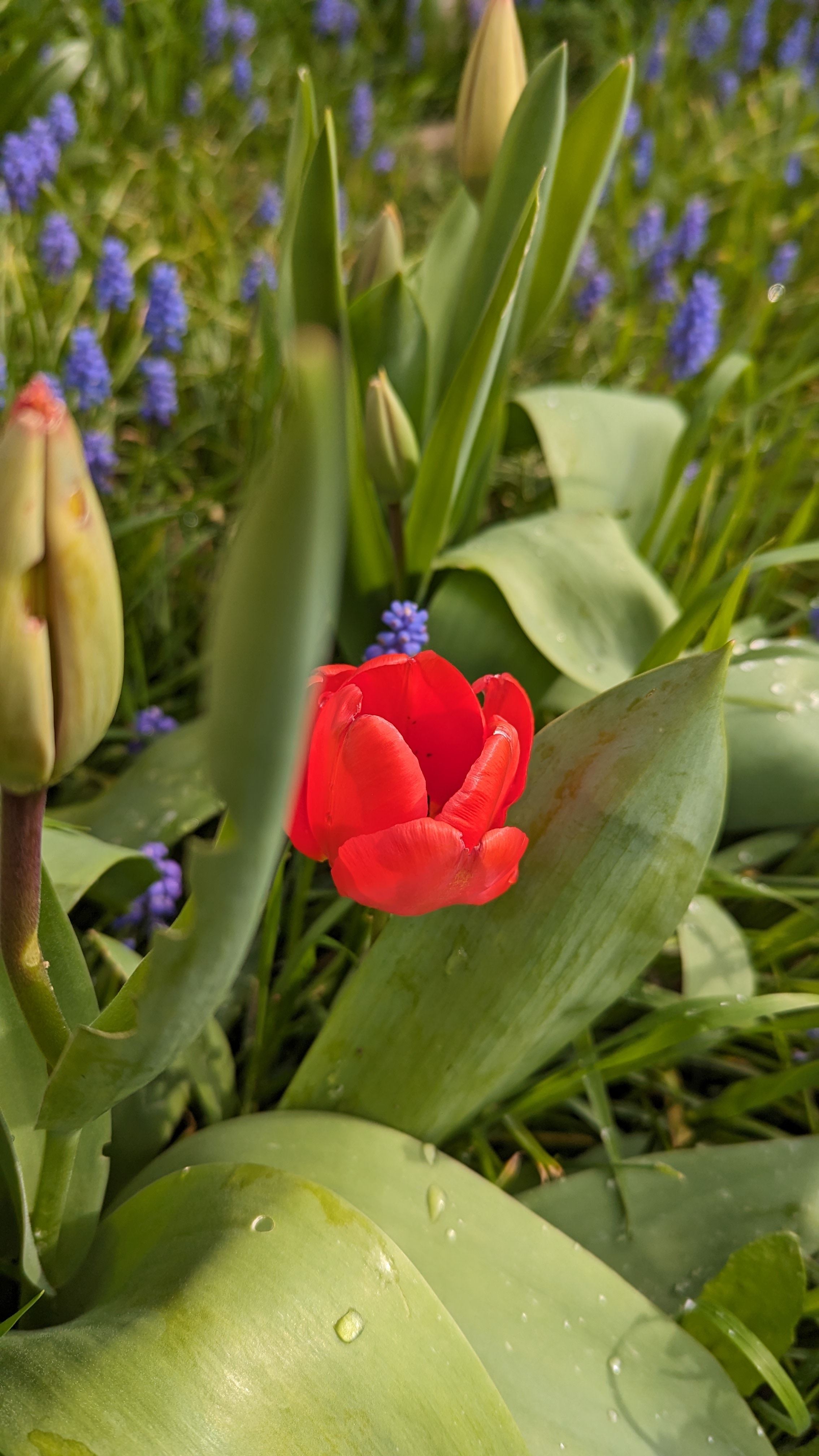 Photo of a green stemmed and green leafed tulip with a bright red head.