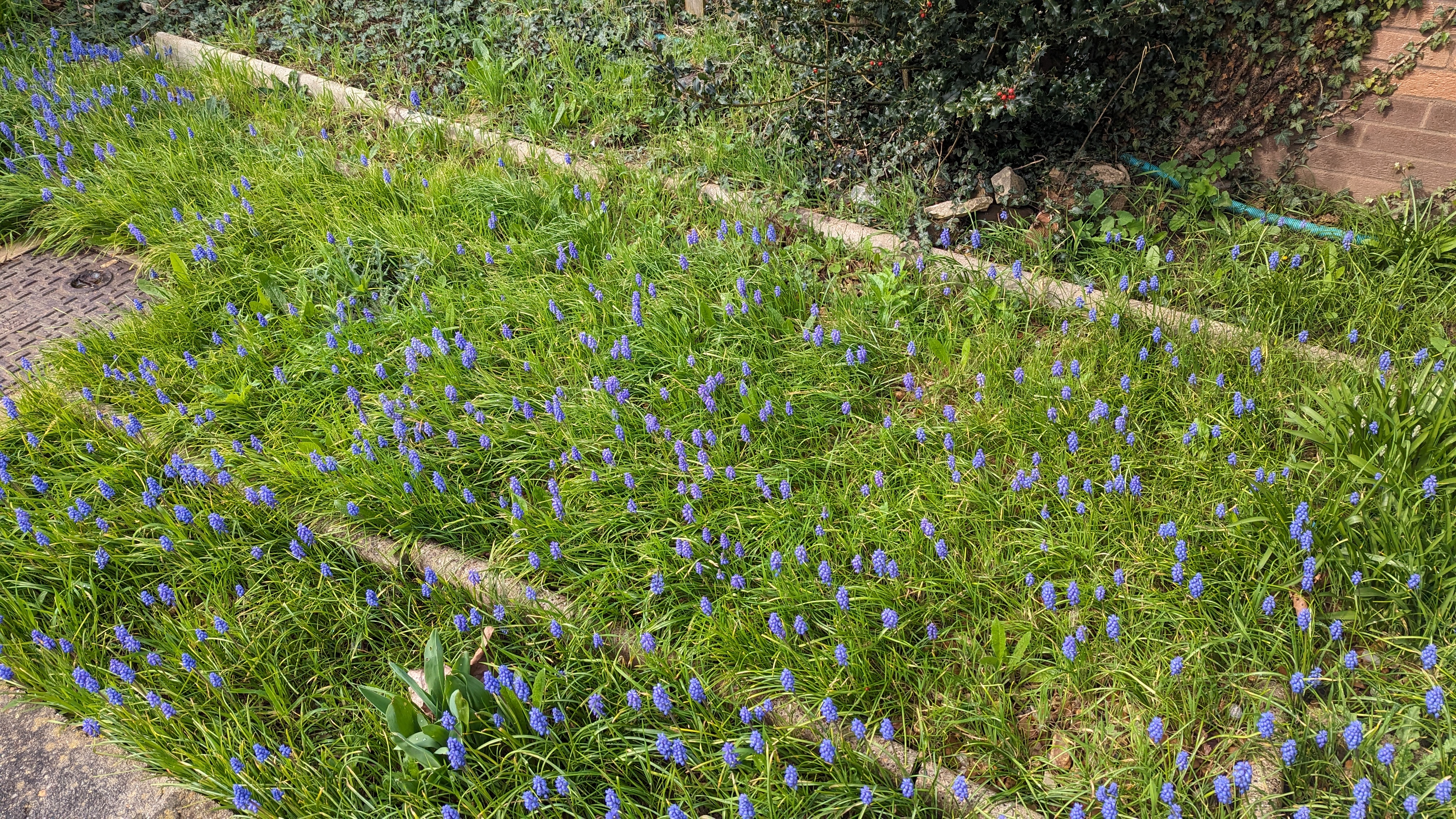 A photo of mostly green grasses, and a lot of purple bunched flowers popping up out of it.