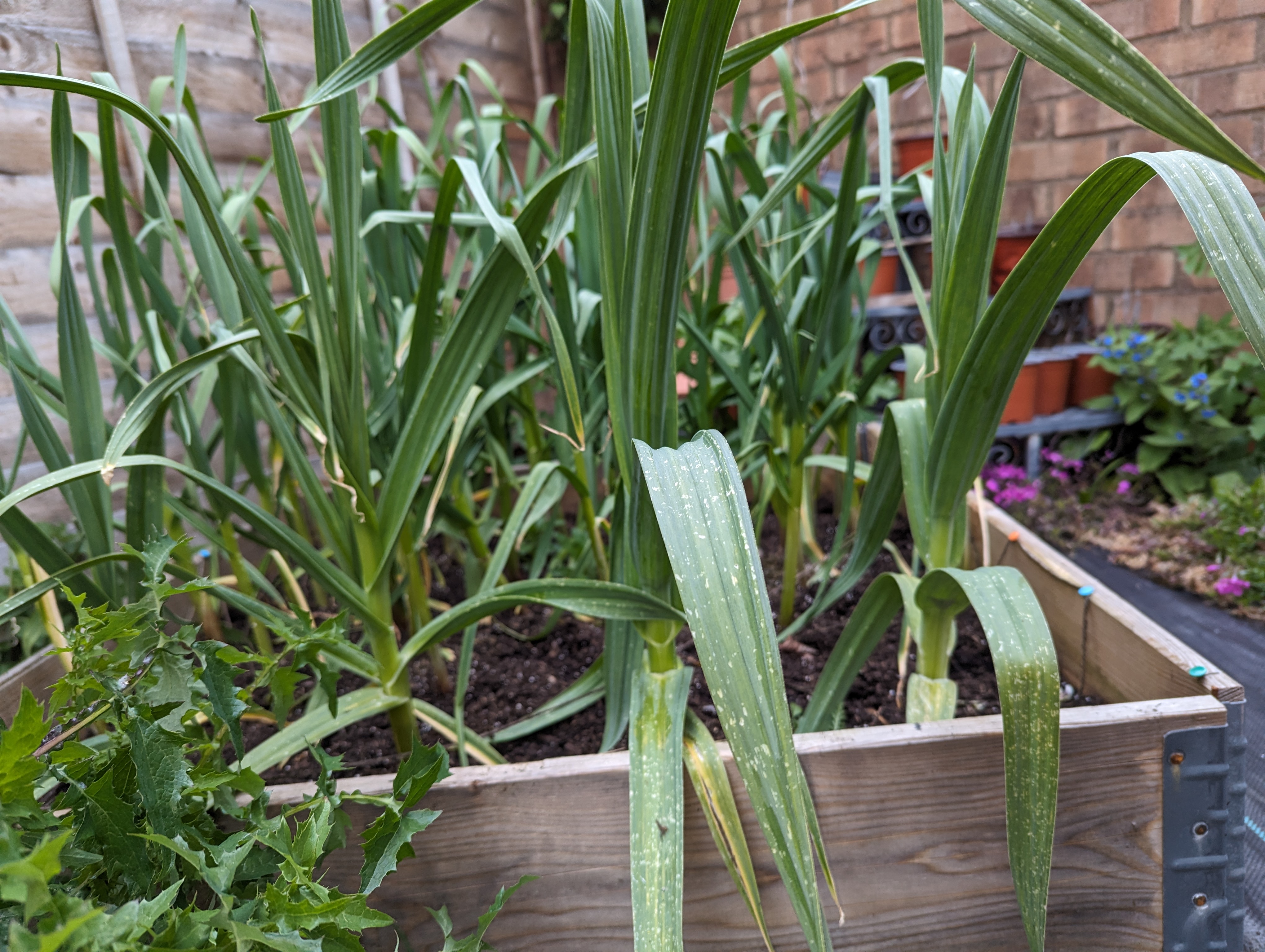 A low down photo of some garlic plants. They are kind of cylindrical with leaves coming off them in layers. They extend off the top of the photgraph.