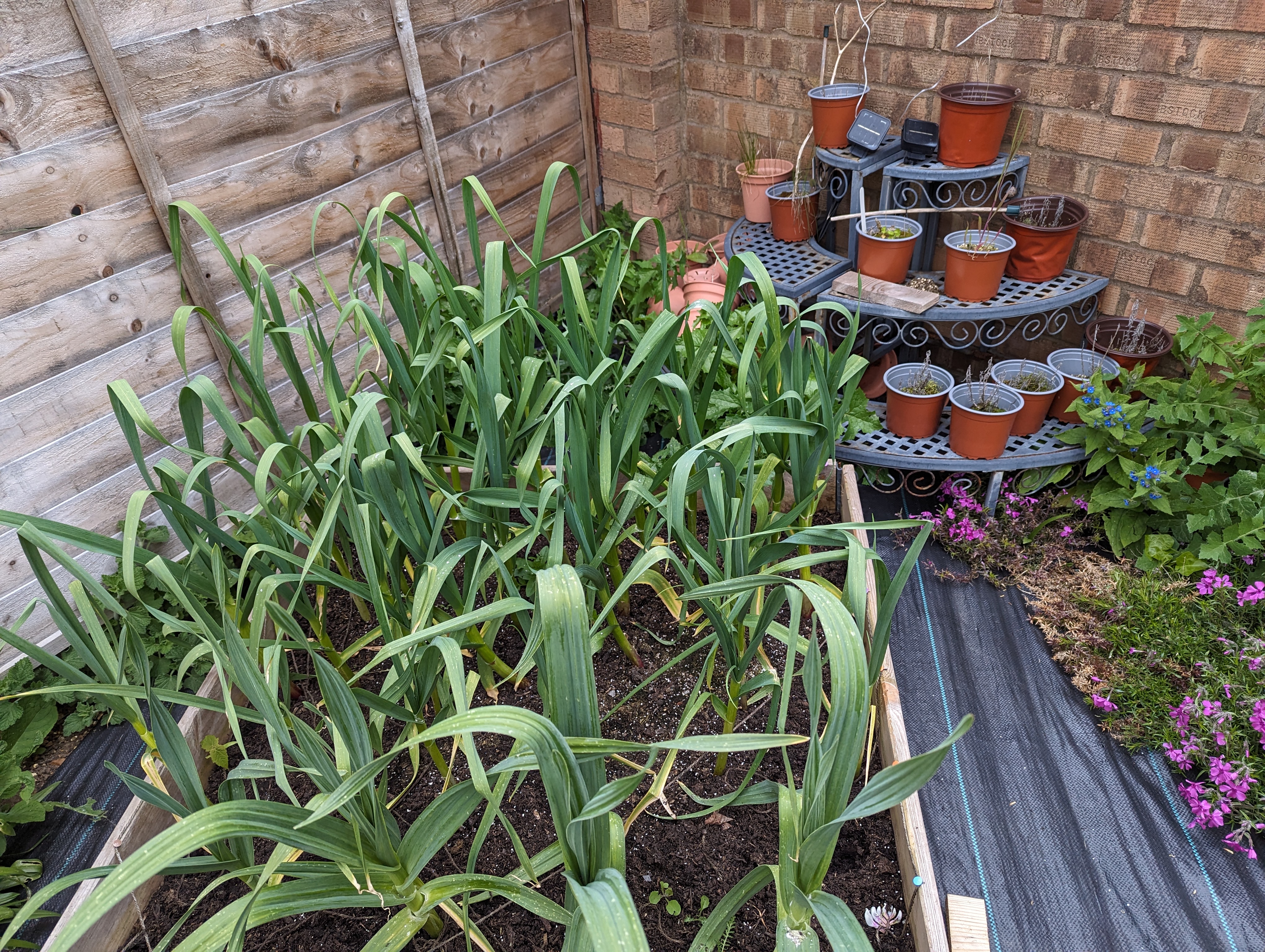 An above photo of some garlic plants as well as other plants in the area. There’s about 25 garlic plants growing up high from the ground.