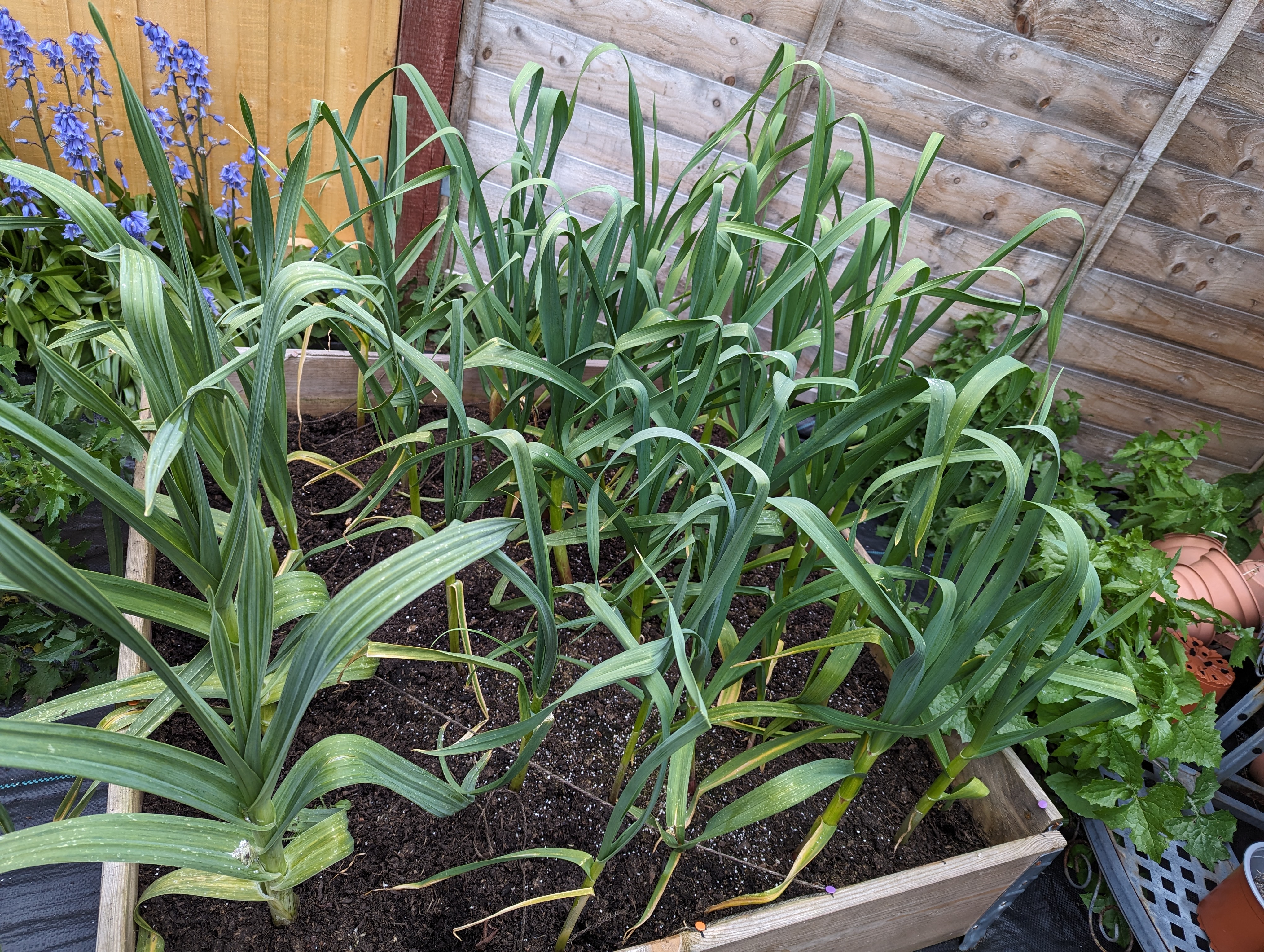 A kind of above, but mostly from the side view of some garlic plants. They’re in multiple rows, growing large and strong.