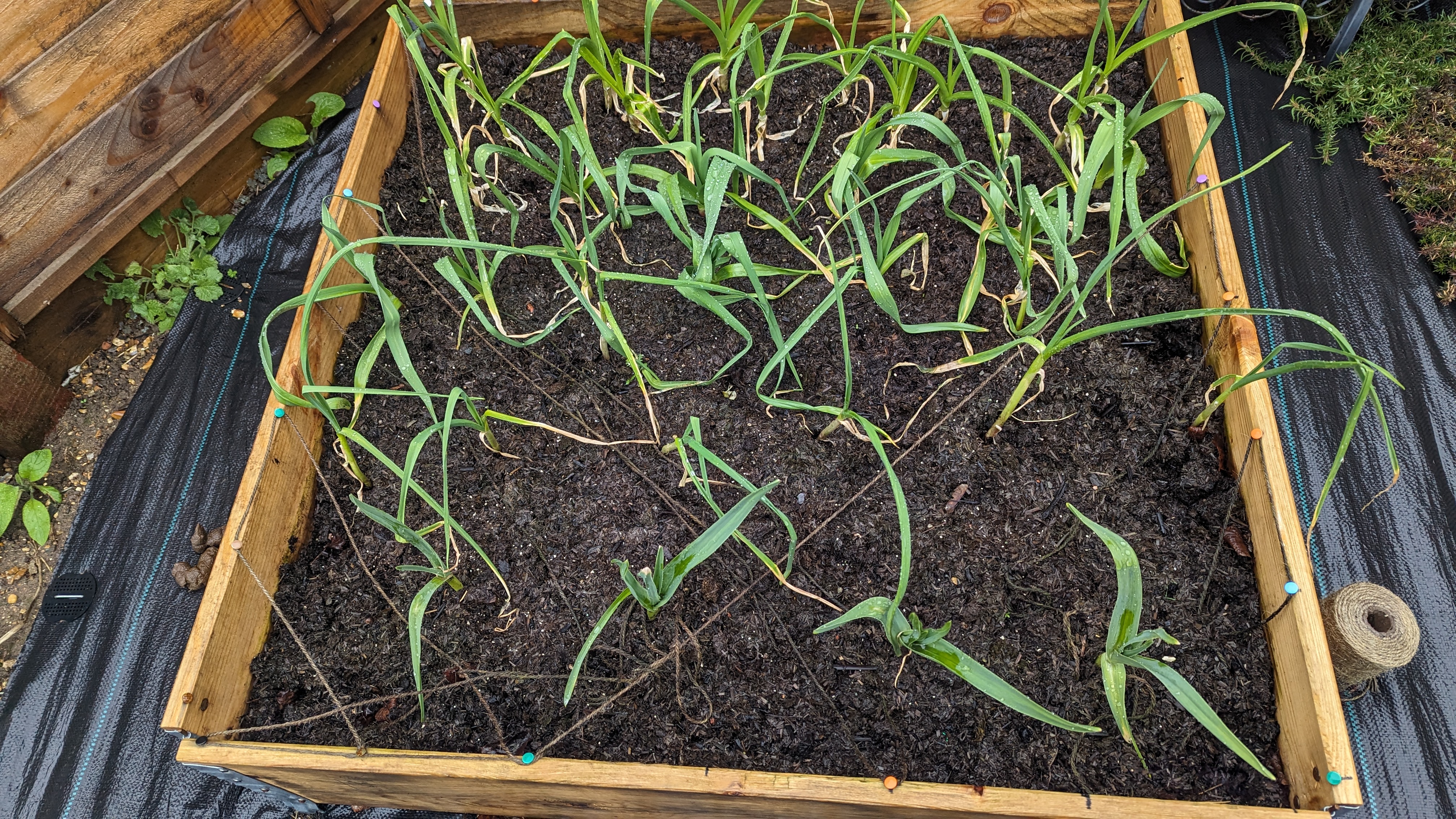 A small, boxed in by wood, plot of cultivated soil. There are approximately 20 or 25 garlic plants growing, they’re mostly thin, tallish, and green with the occasional brown leaf.