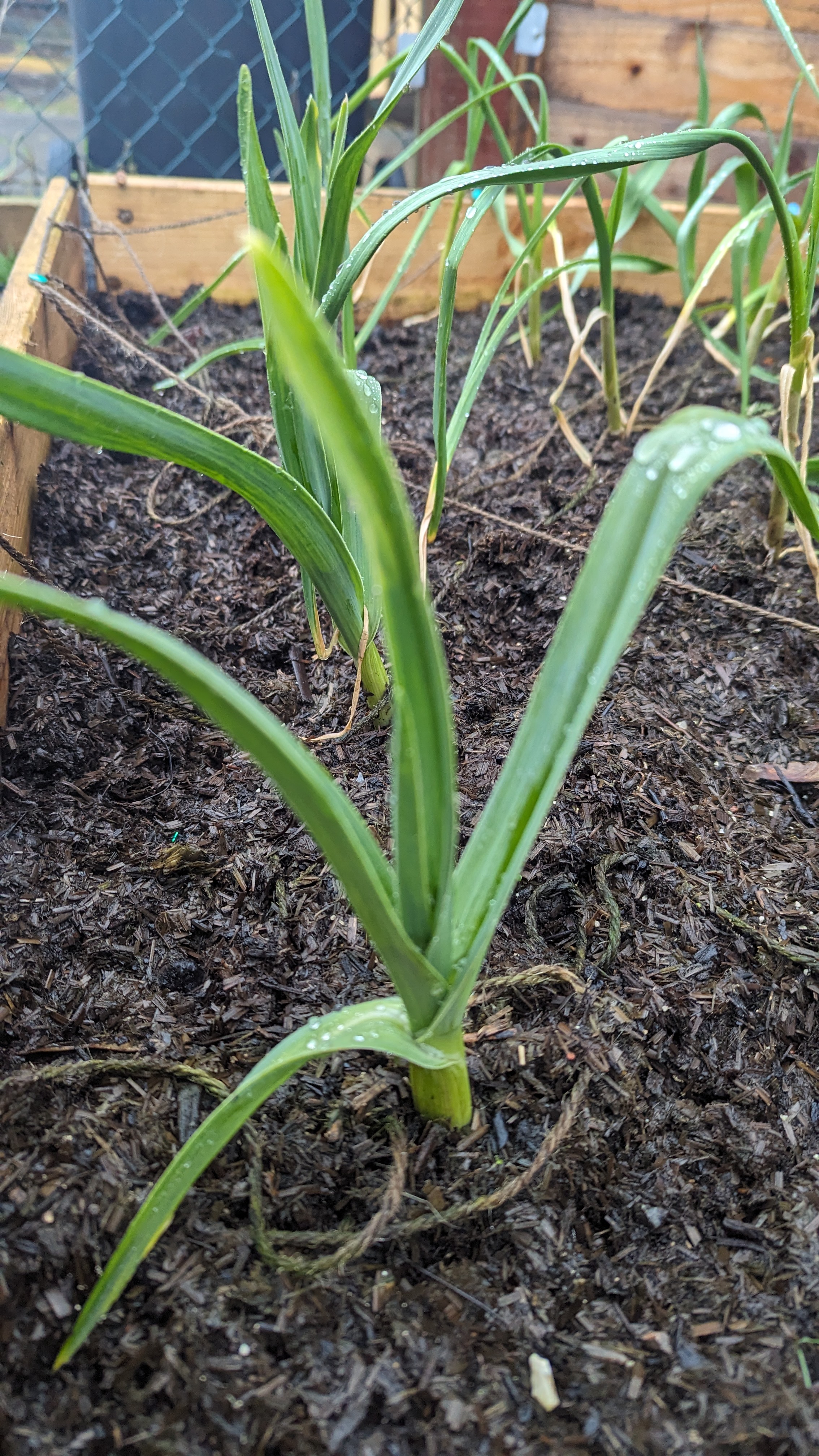 A fairly wide looking green stemmed and leafed plant in some cultivated soil.