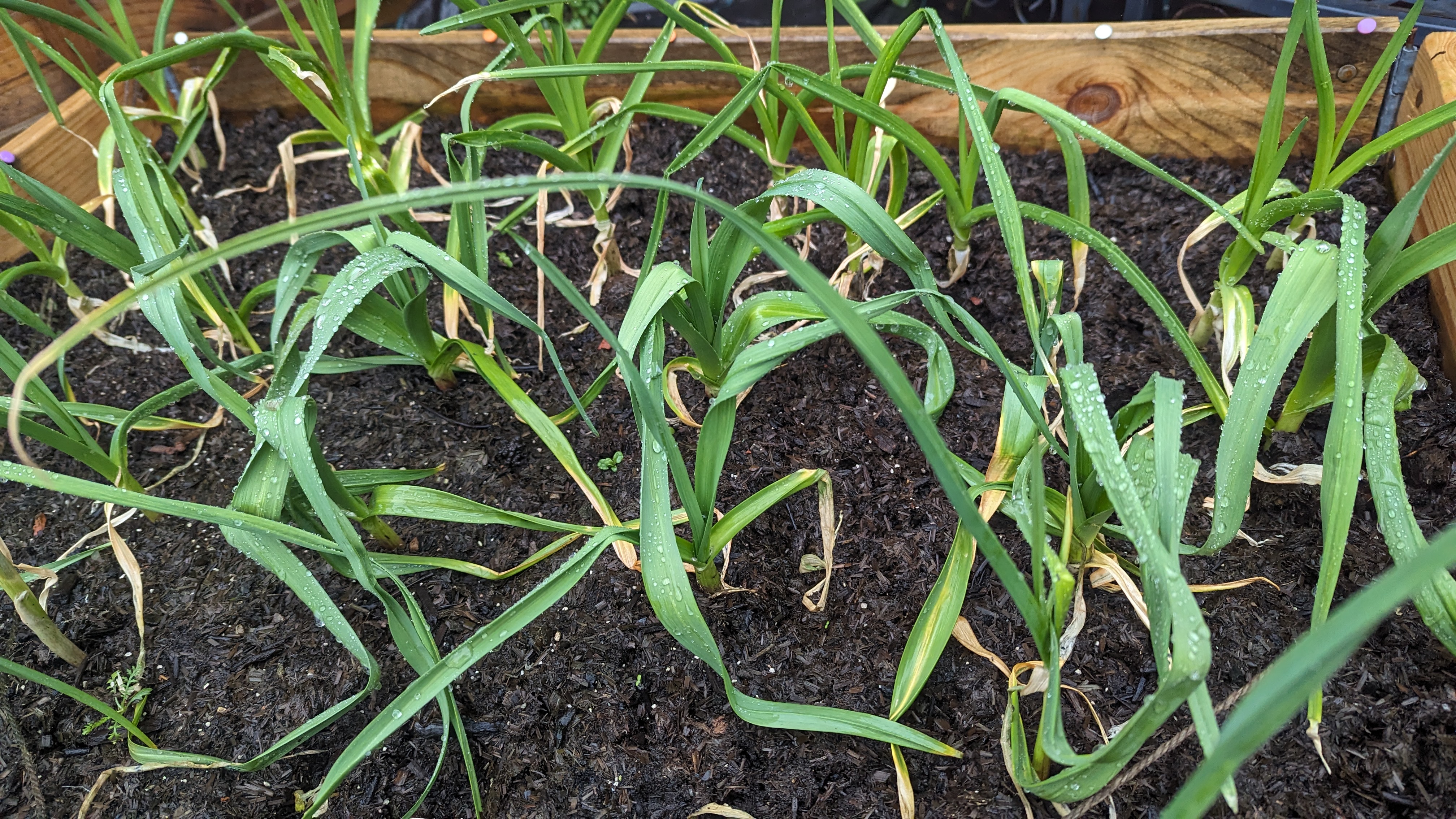 A small patch of cultivated land showing many growing green stems and leaves, with some brown leaves also.