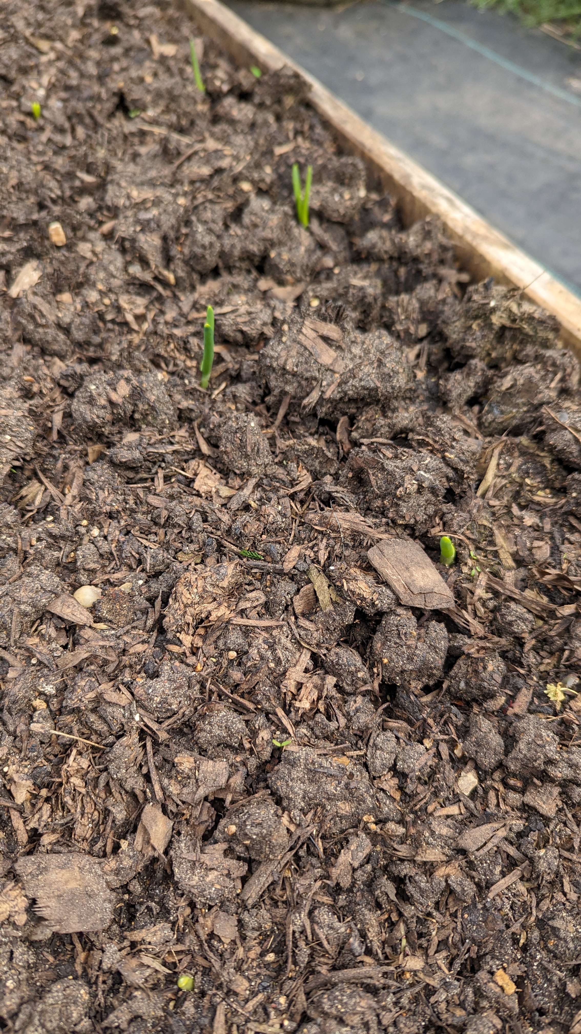 Some small green sprouts appearing out of some soil. There’s 5 or so in the picture, mostly out of focus.