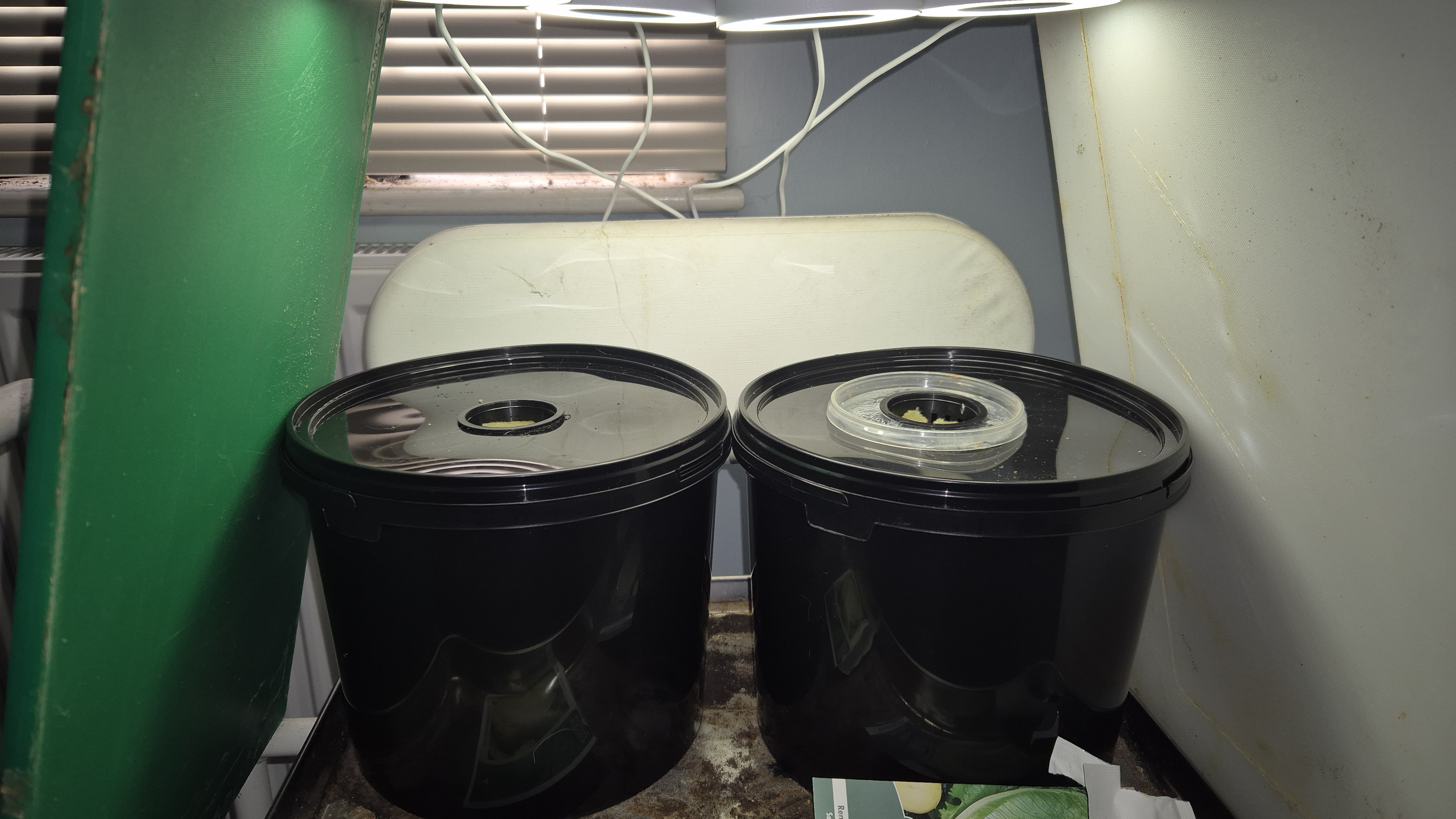 Two black buckets under a makeshift tent of old chopping boards being shone on by four lights. The bucket lids have holes in them with rock wool and seeds in baskets.