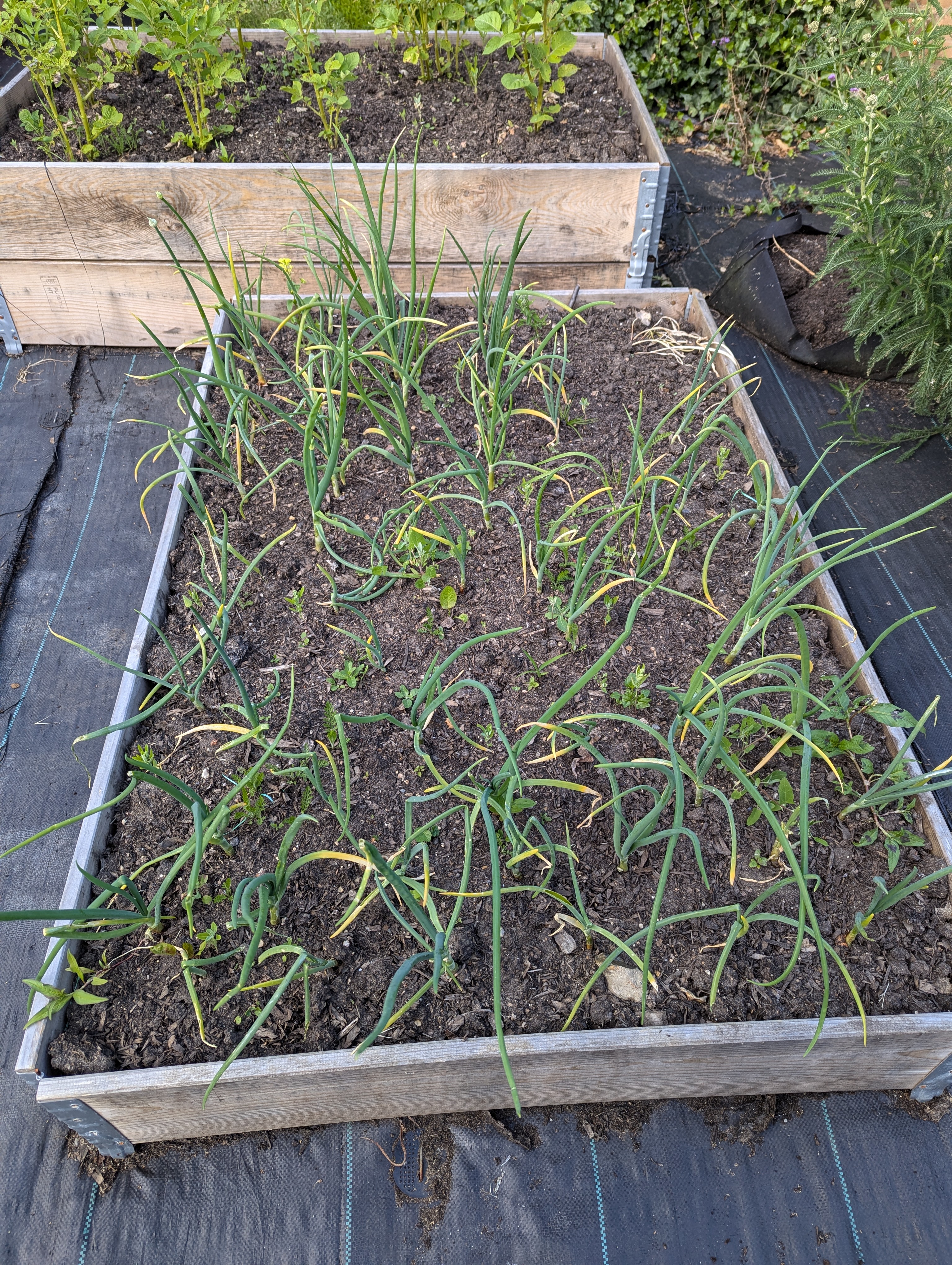 A photo of a dirt filled box, there are numerous, approximately 40, green plants coming out of the soil, they are all onions.