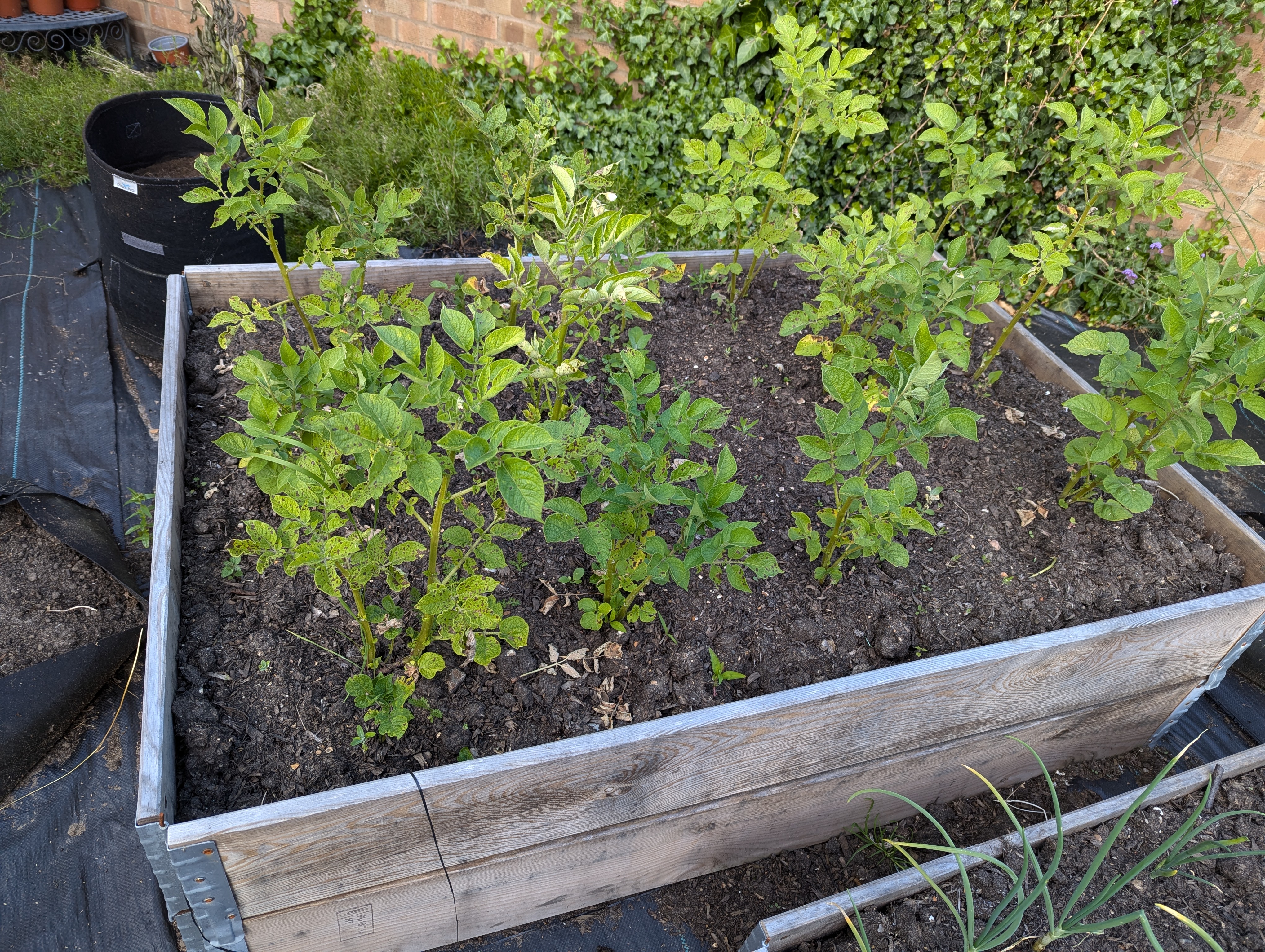 A photo of another dirt filled box, this time deeper. Coming out of the soil are 15 or so green plants, some of them have little white flowers, most of them have a little case of black spots on the leaves.