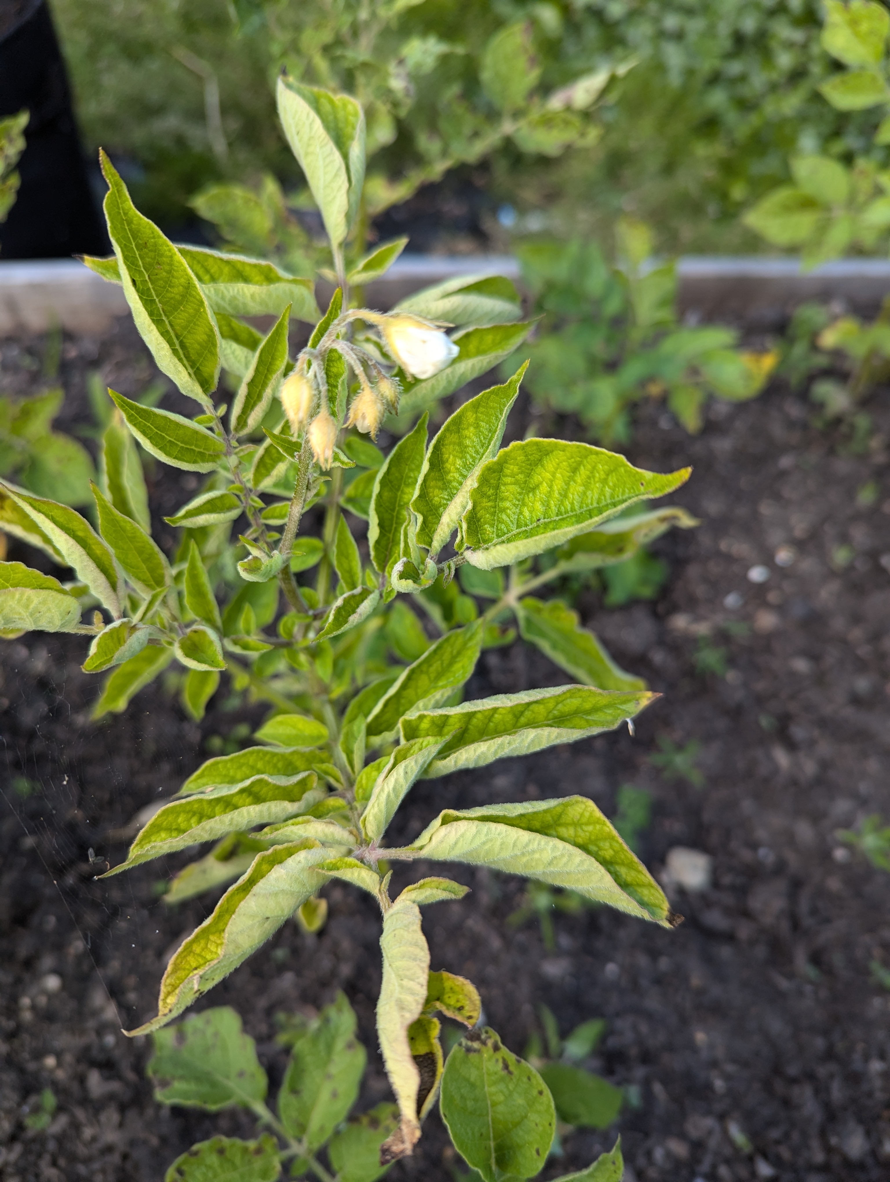 A close up of one of the plants in the previous photo, this time showing off the small white flowers that are starting to bloom.