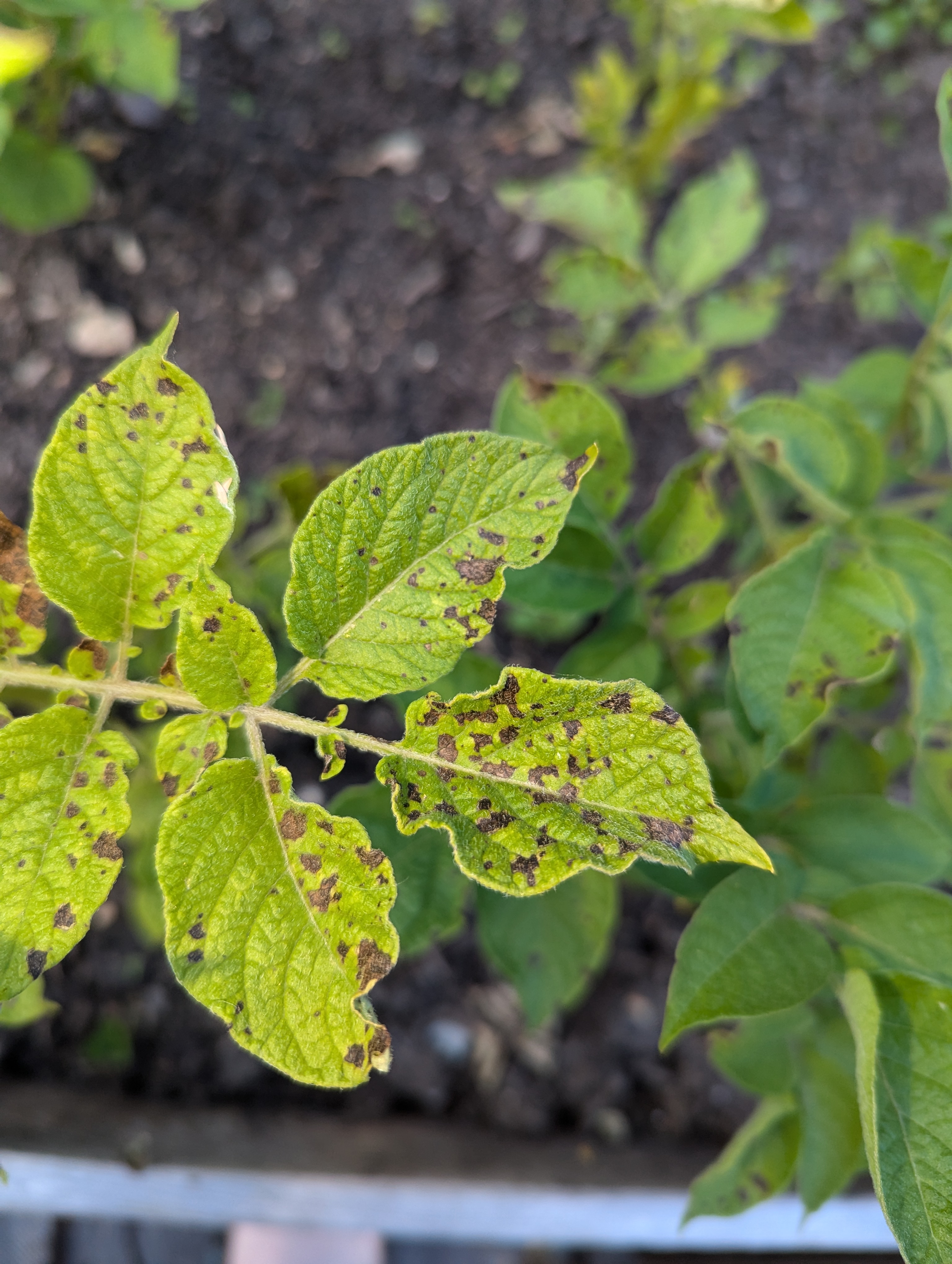 A close up of a plant similar to the previous photo, and one of the ones from the photo before that. It’s leaves are showing a lot of brown or black spots where they should just be green.