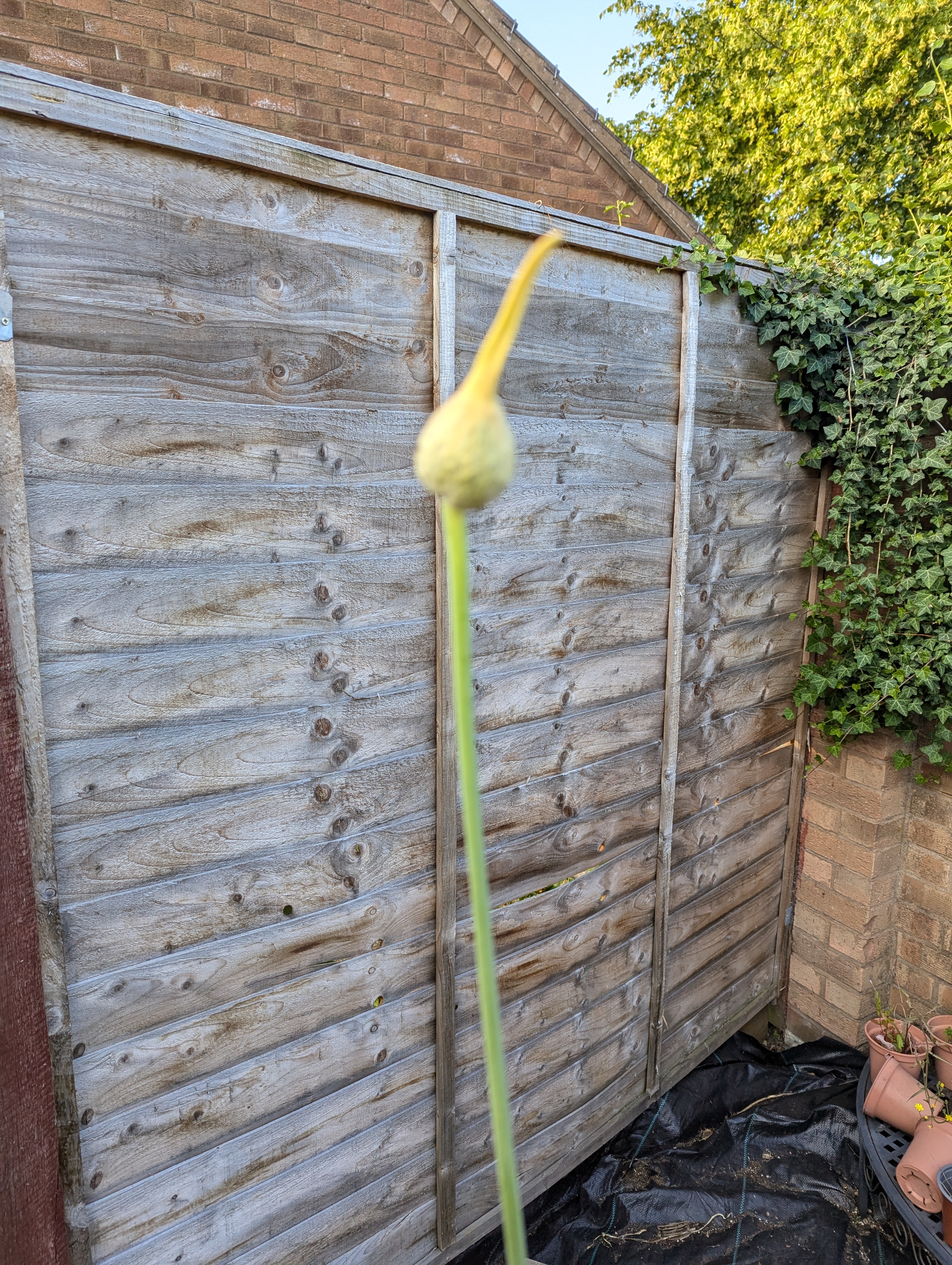 An out of focus photo of a bulb growing on the end of a long green stem.