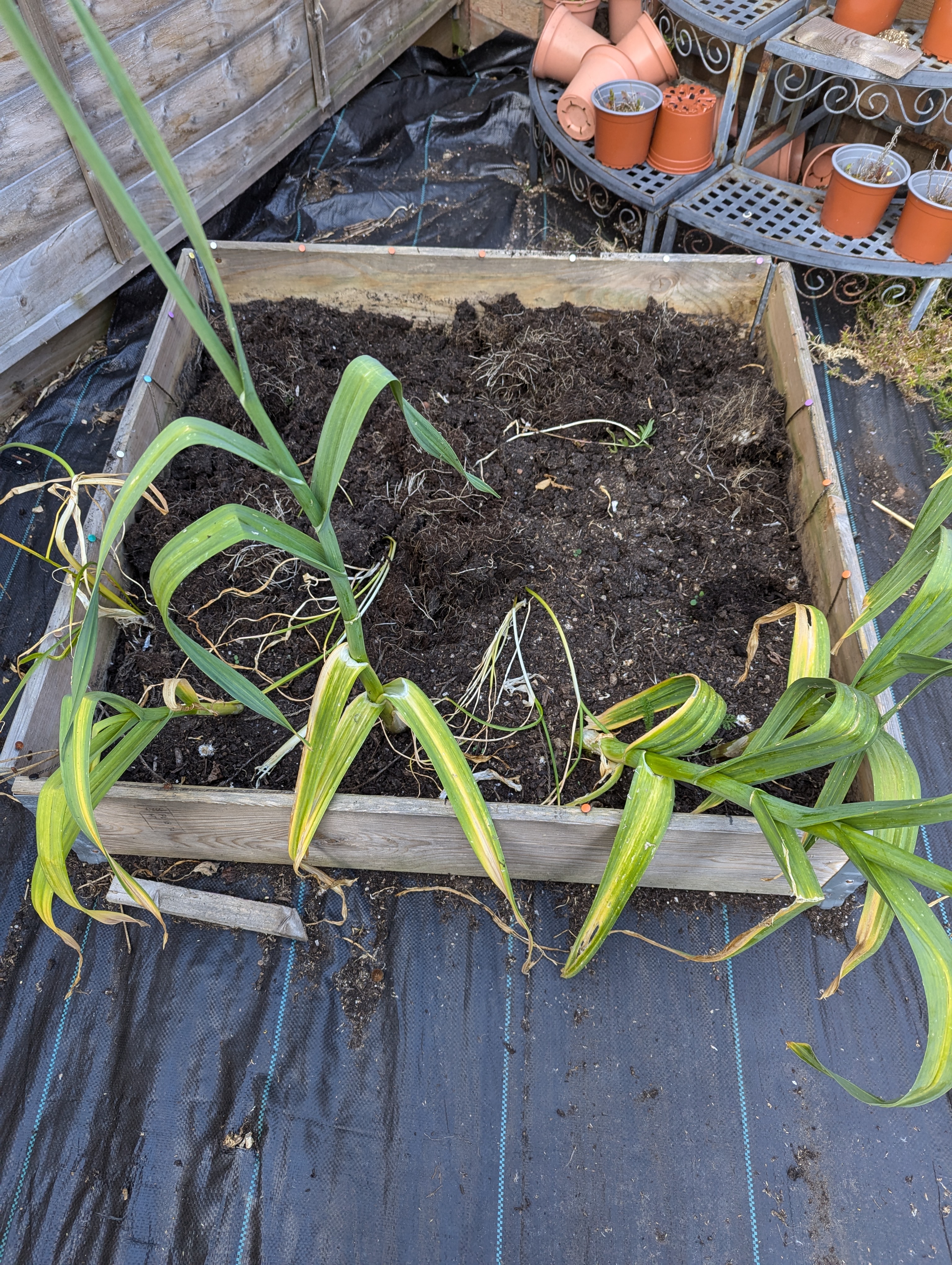 A photo of a dirt filled box, smaller this time than the other two. Most of the plants from here have been havested. There are a few plants in there, some are laying down, but four are still growing up.