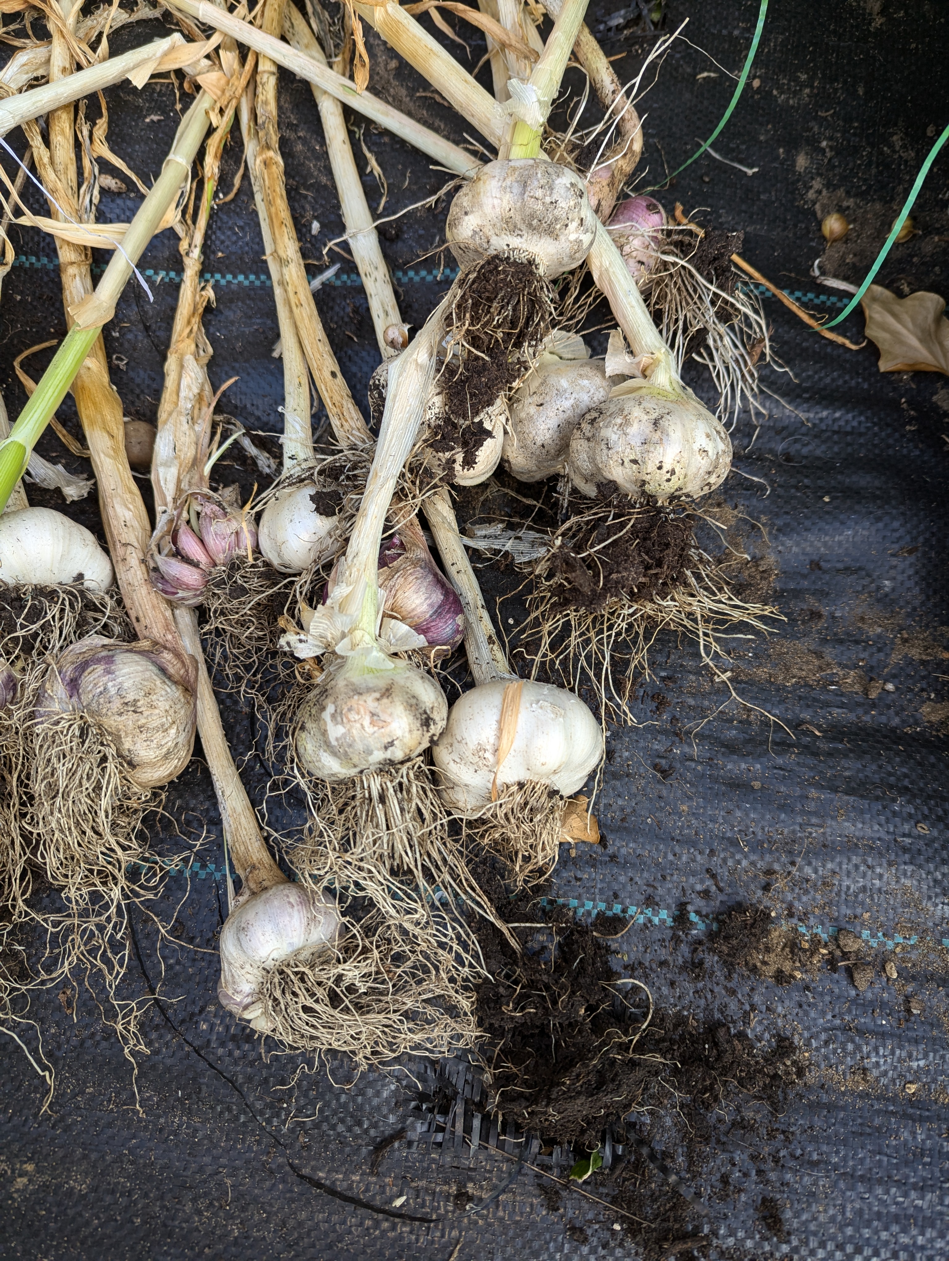 A close up of some harvested garlics. The bulbs are mostly white, but some purple ones are in there. They still have their stems and roots on them, and a lot of the roots still have soil entwined.