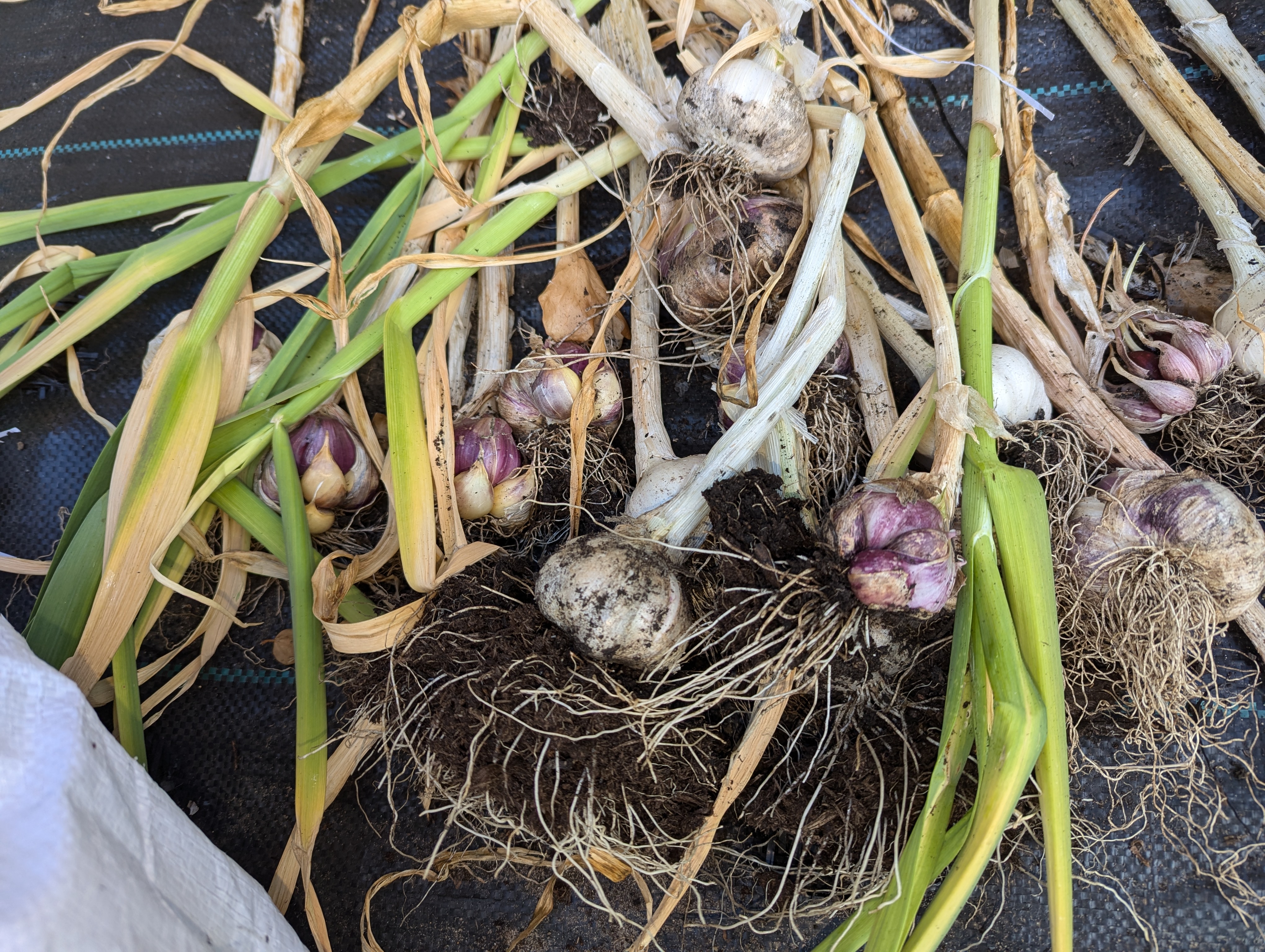 Another close up of garlic. These ones have more purple in them, but the majority is still white. The stems and roots are still there. The closest one to the camera has a lot of dirt on it.