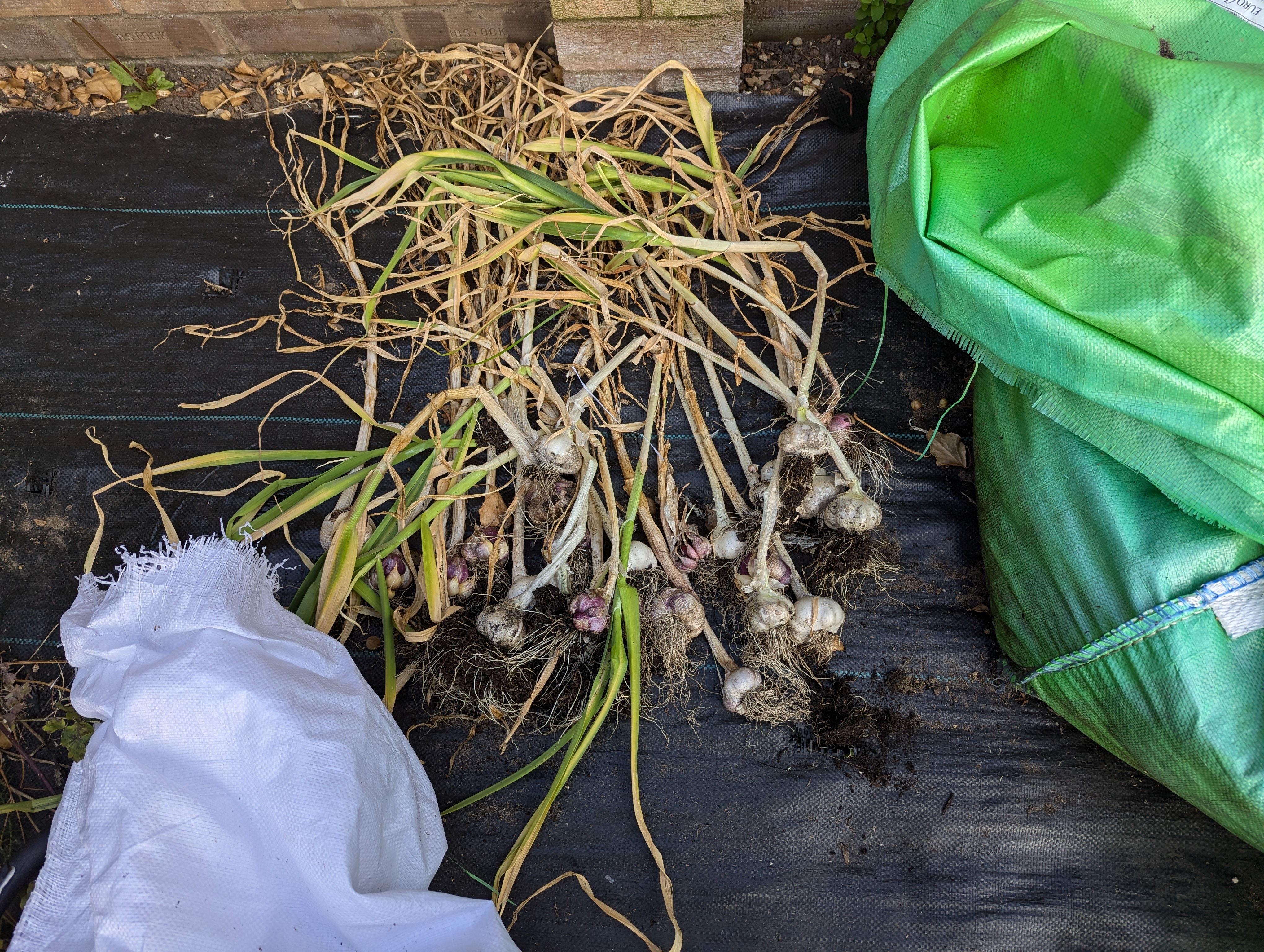 A pile of garlics on a black background. There’s approximately twenty bulbs there of varying size. There is a lot of dirt and roots and stems around, too.