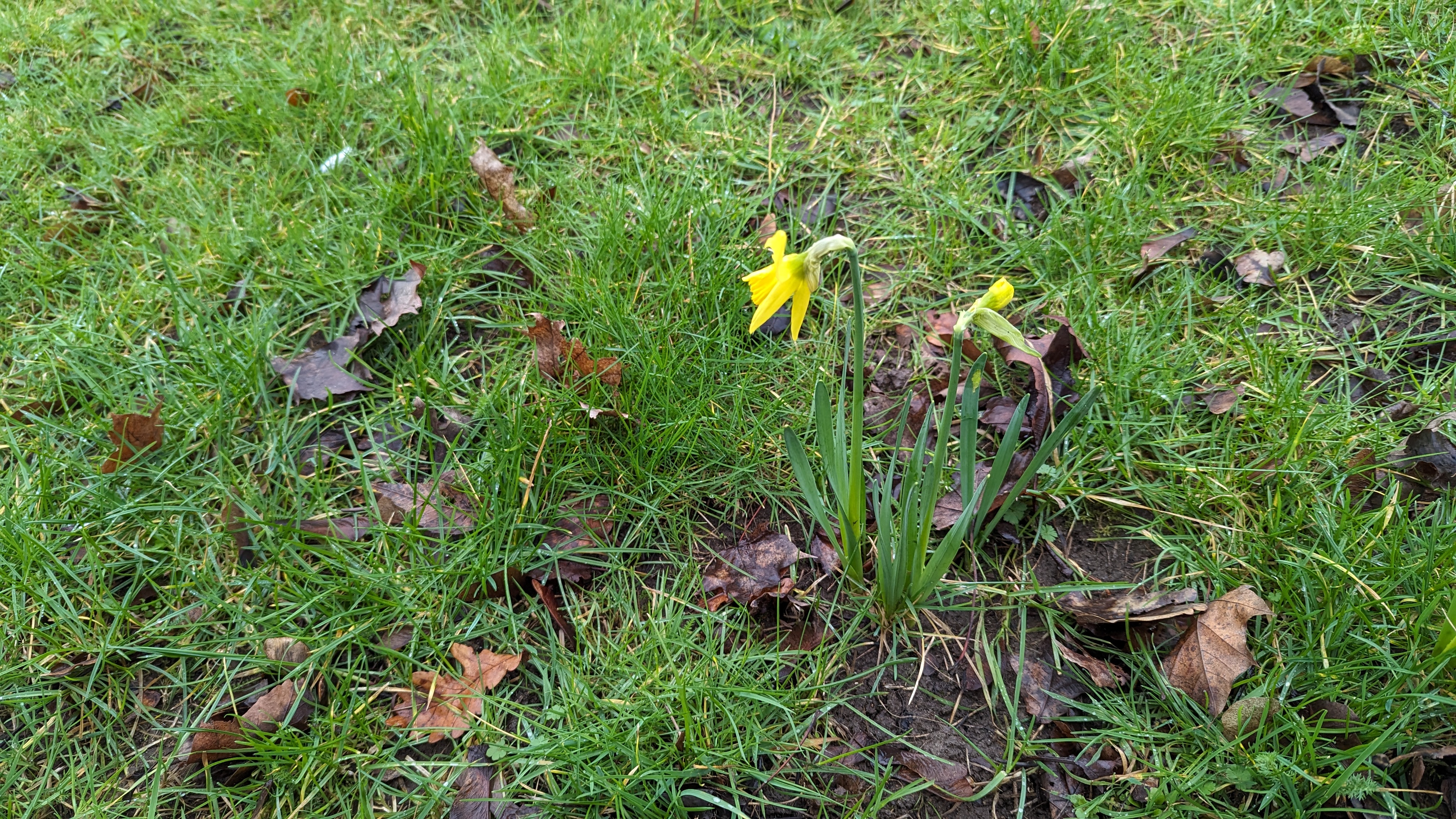 A lone daffodil plant, with two flowers, one blooming fully, and the other soon to do so.