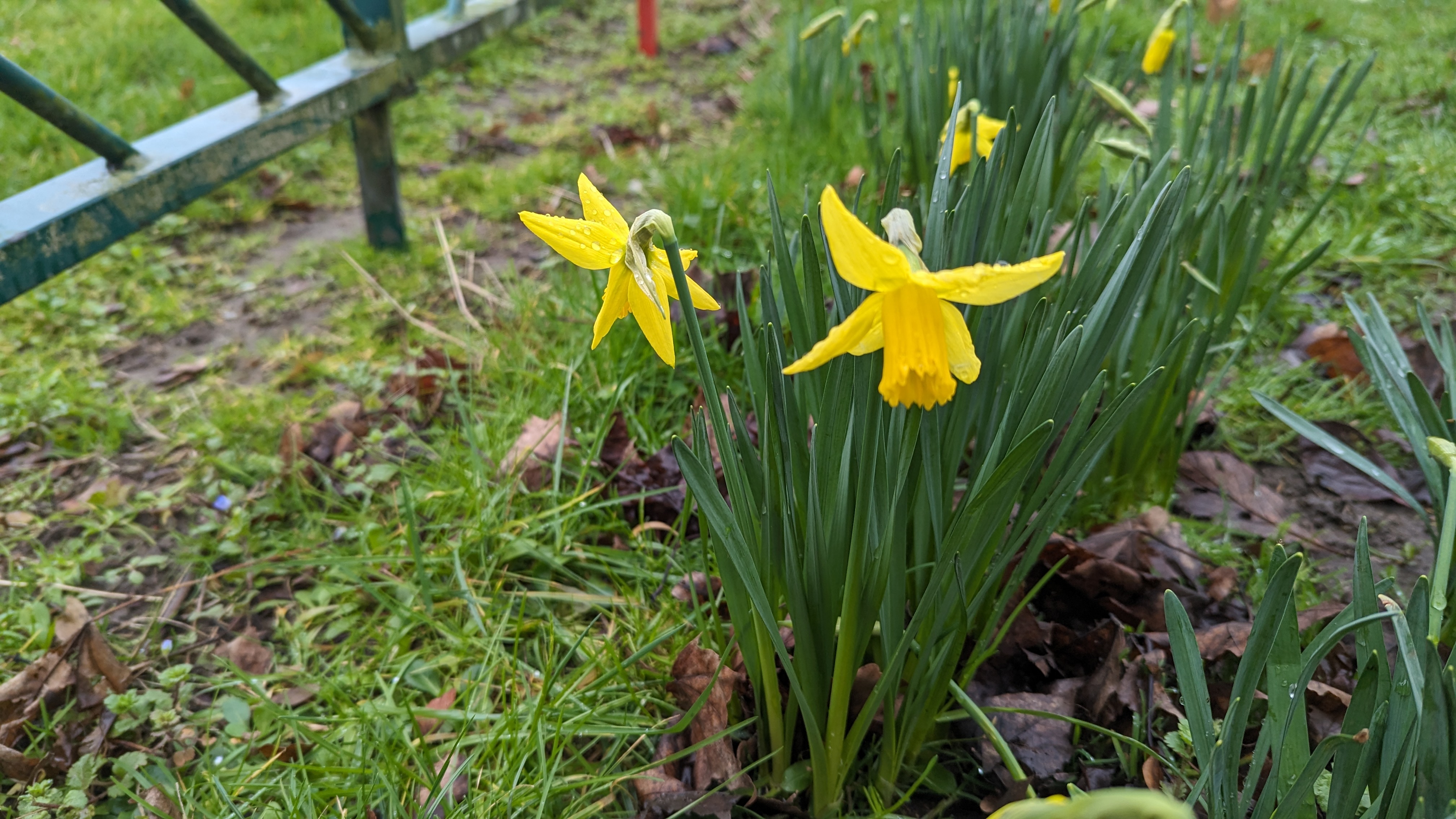 A fairly close up of two blooming daffodil flowers.