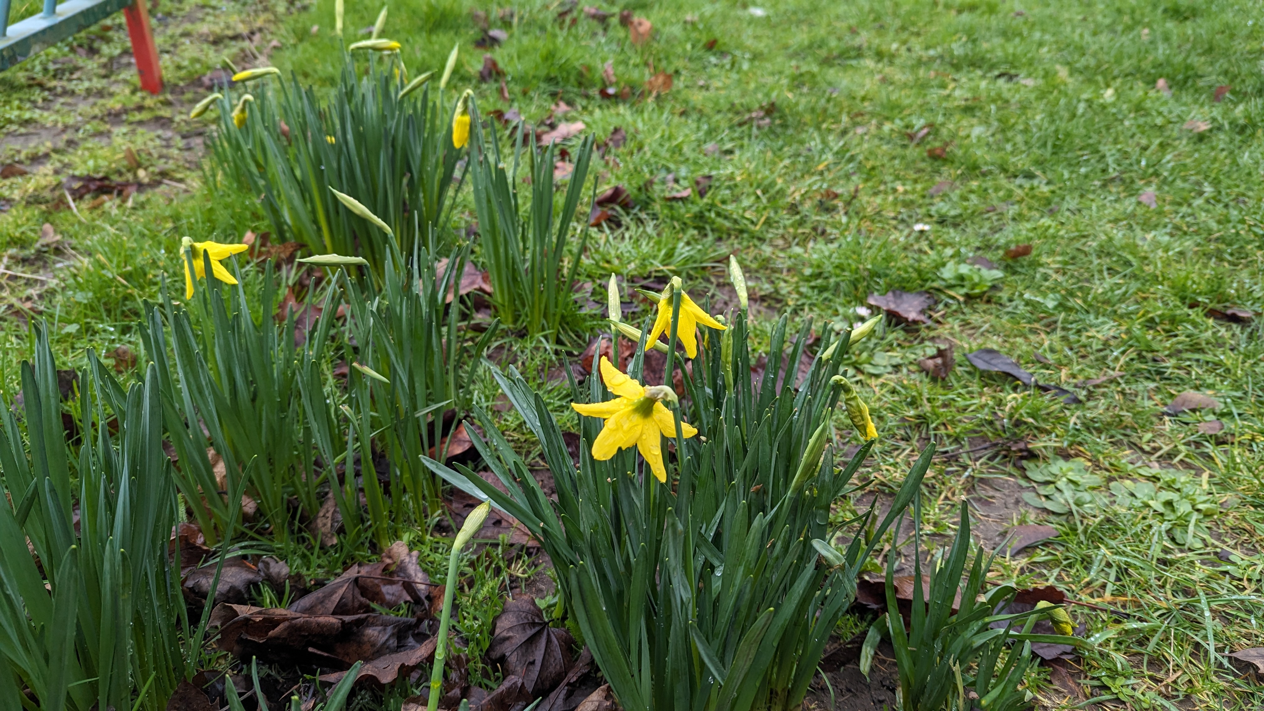 A group of daffodil plants, with a few blooming flowers amongst them.