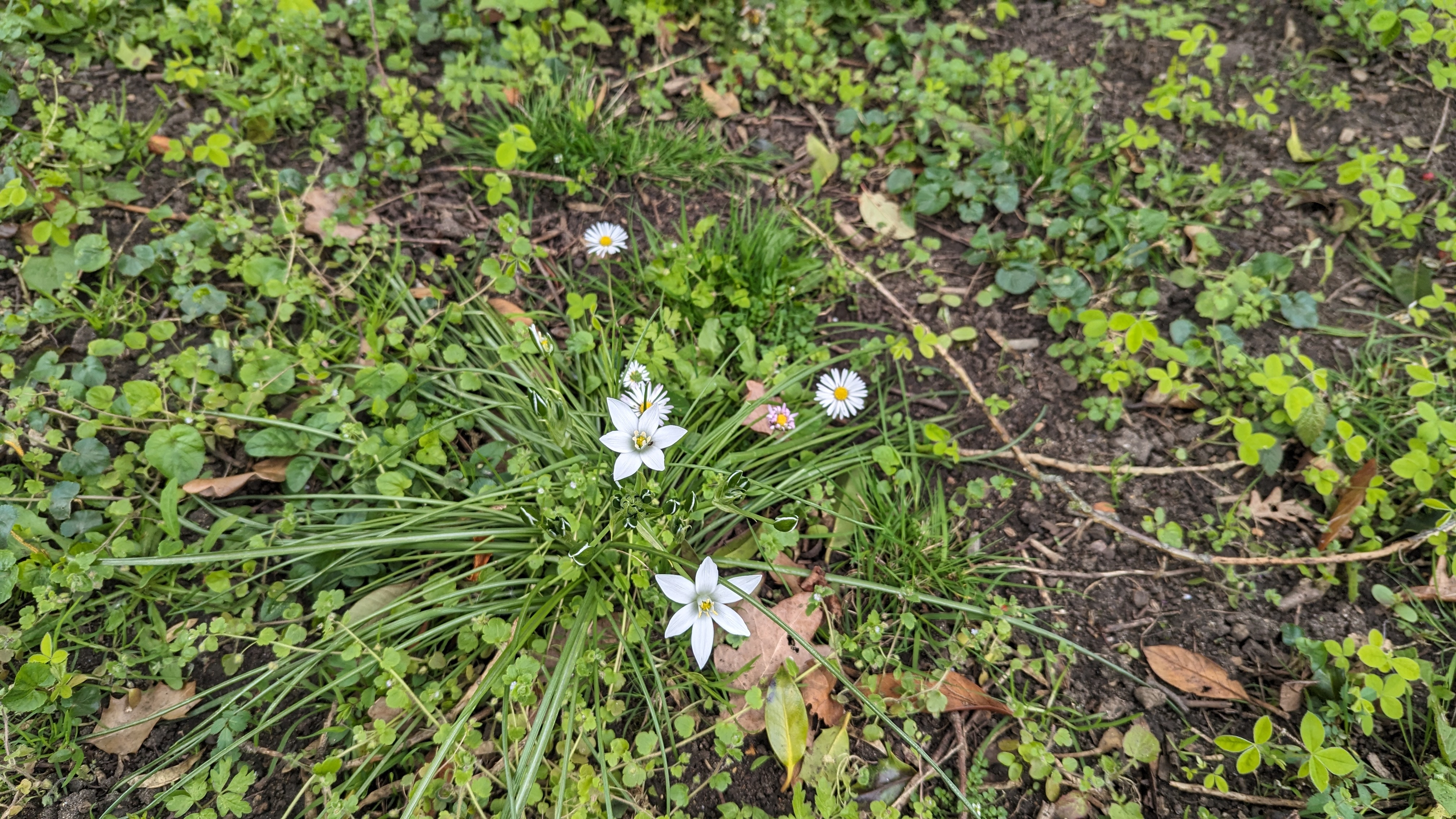 Two white flowers with six petals each. Behind them are some white petalled, yellow middle daisies. The main subject flowers are coming from a plant which has thing, long, grass like fronds.