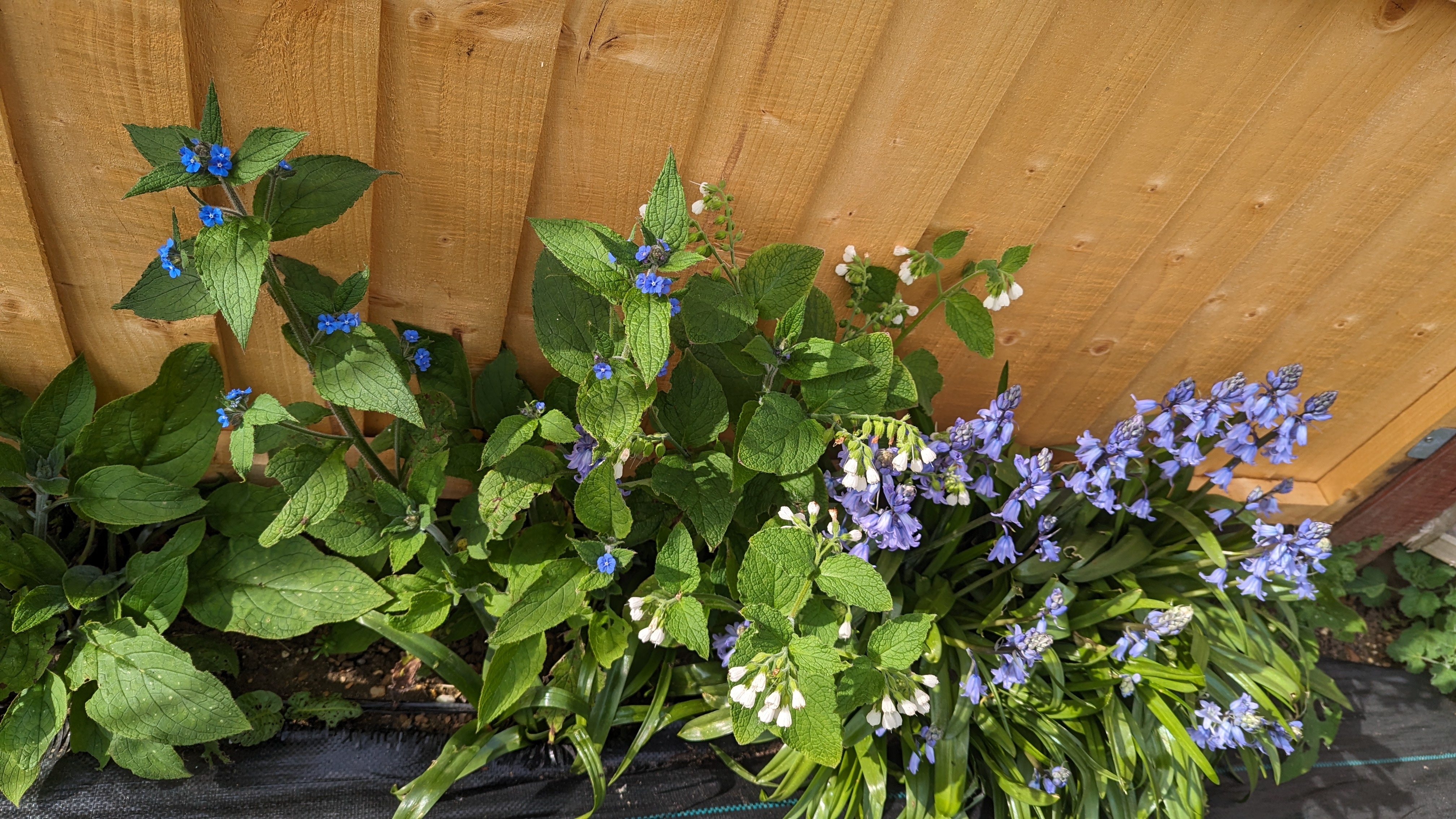 A photo of three types of thigh high plants shot from above. The ones on the left has kind of triangular, wide leaves, and small beautiful blue flowers. The ones in the middle have more jagged leaves, and multiple flowers on singular stalks, descending from the stalk like a group of bells. The third set of plants are bluebells, they have long, leaves about 2 or 3 cm in width, the flowers hang down like light purple ball gowns.