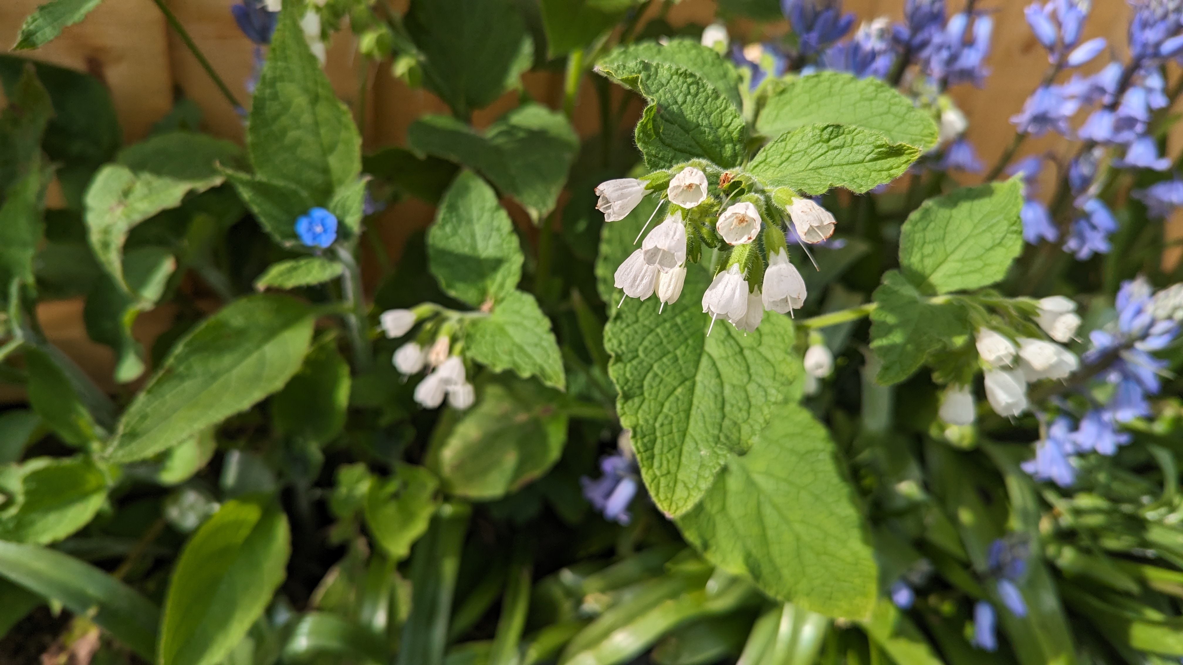 This plant has kind of jagged leaves, and multiple flowers on singular stalks, descending from the stalk like a group of bells. Up closer, it shows that they are a little transluscent.