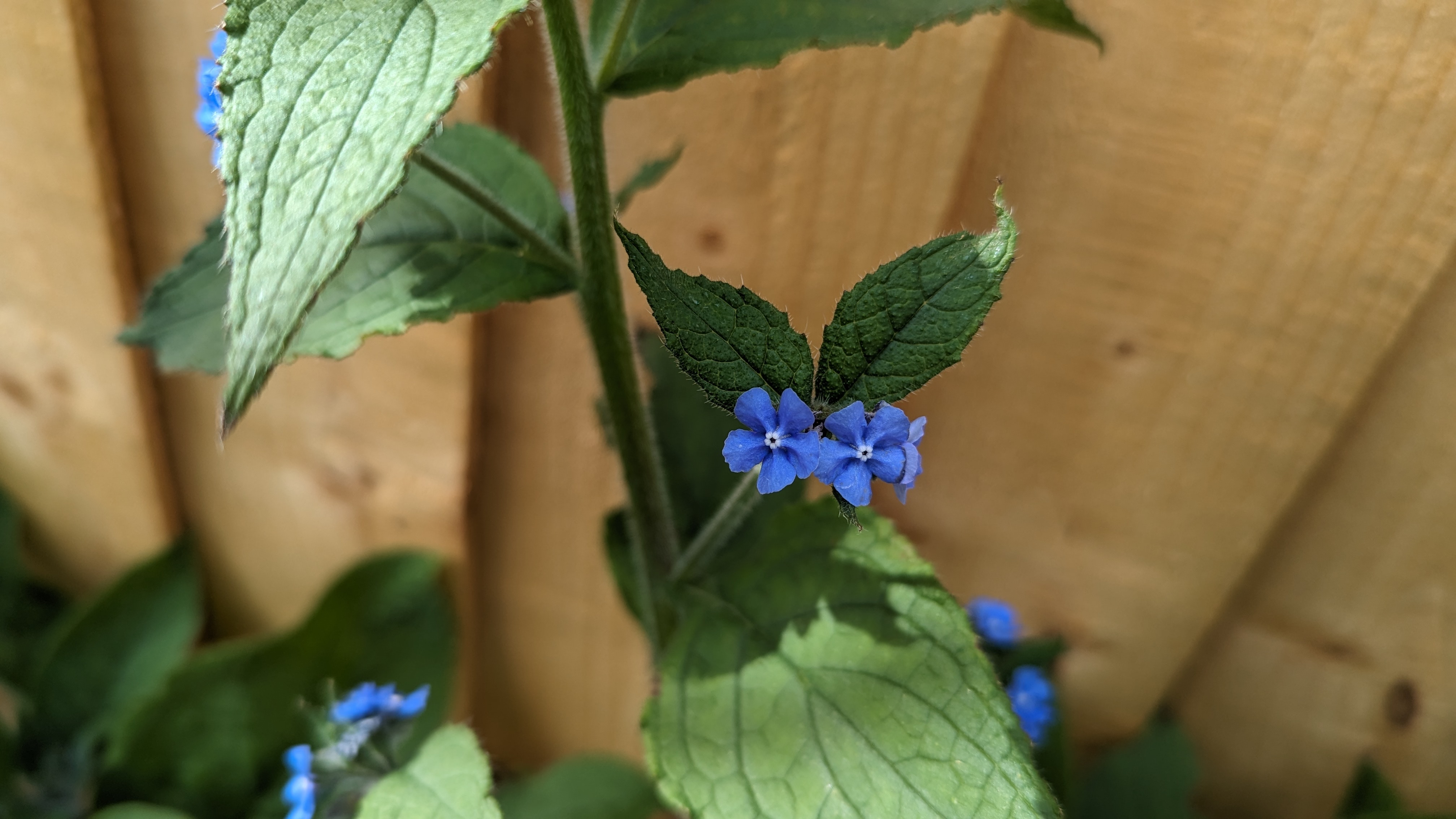 This plant has kind of triangular, wide leaves, and small beautiful blue flowers.