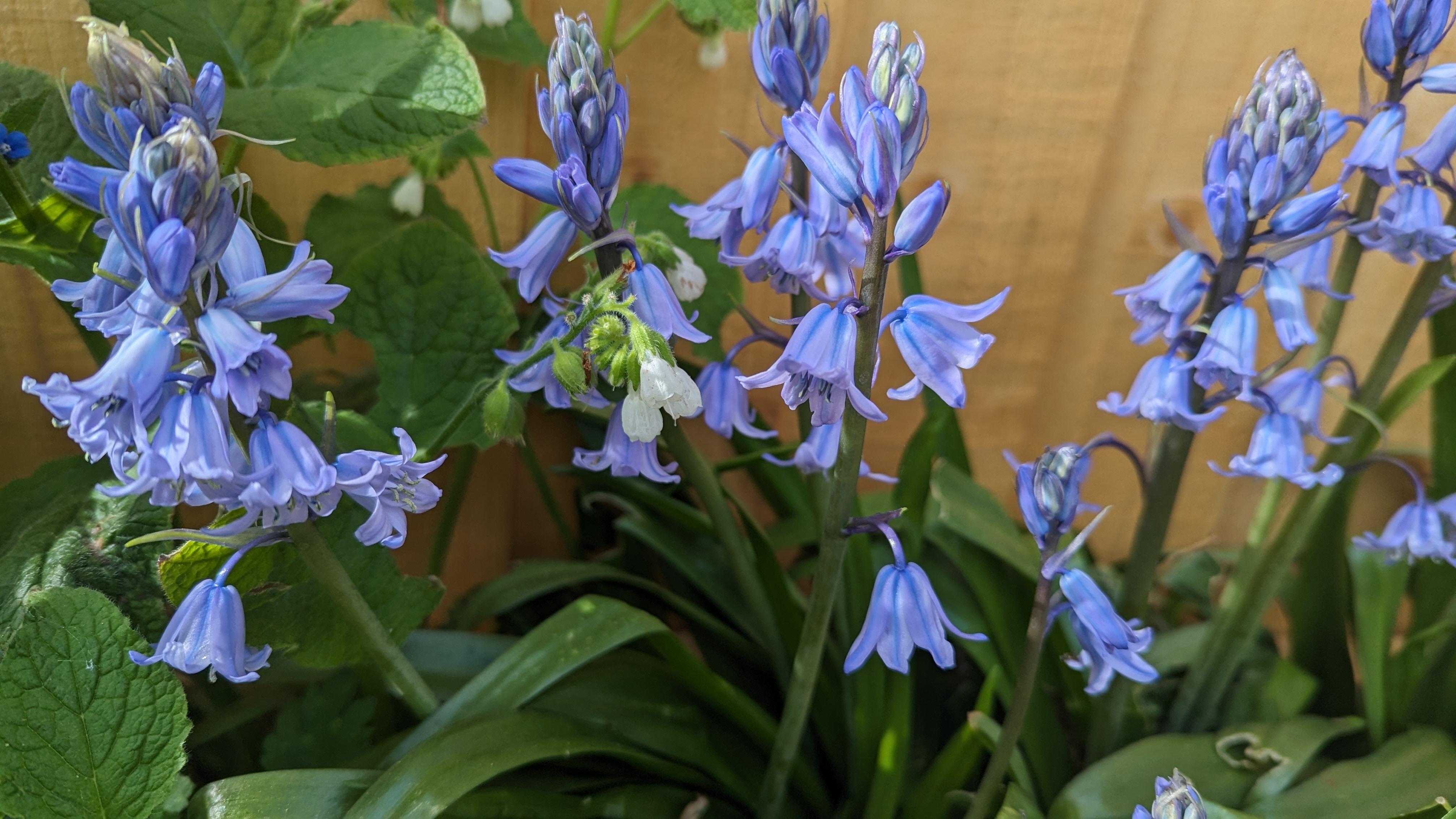 These plants are bluebells, they have long, leaves about 2 or 3 cm in width, the flowers hang down like light purple ball gowns.