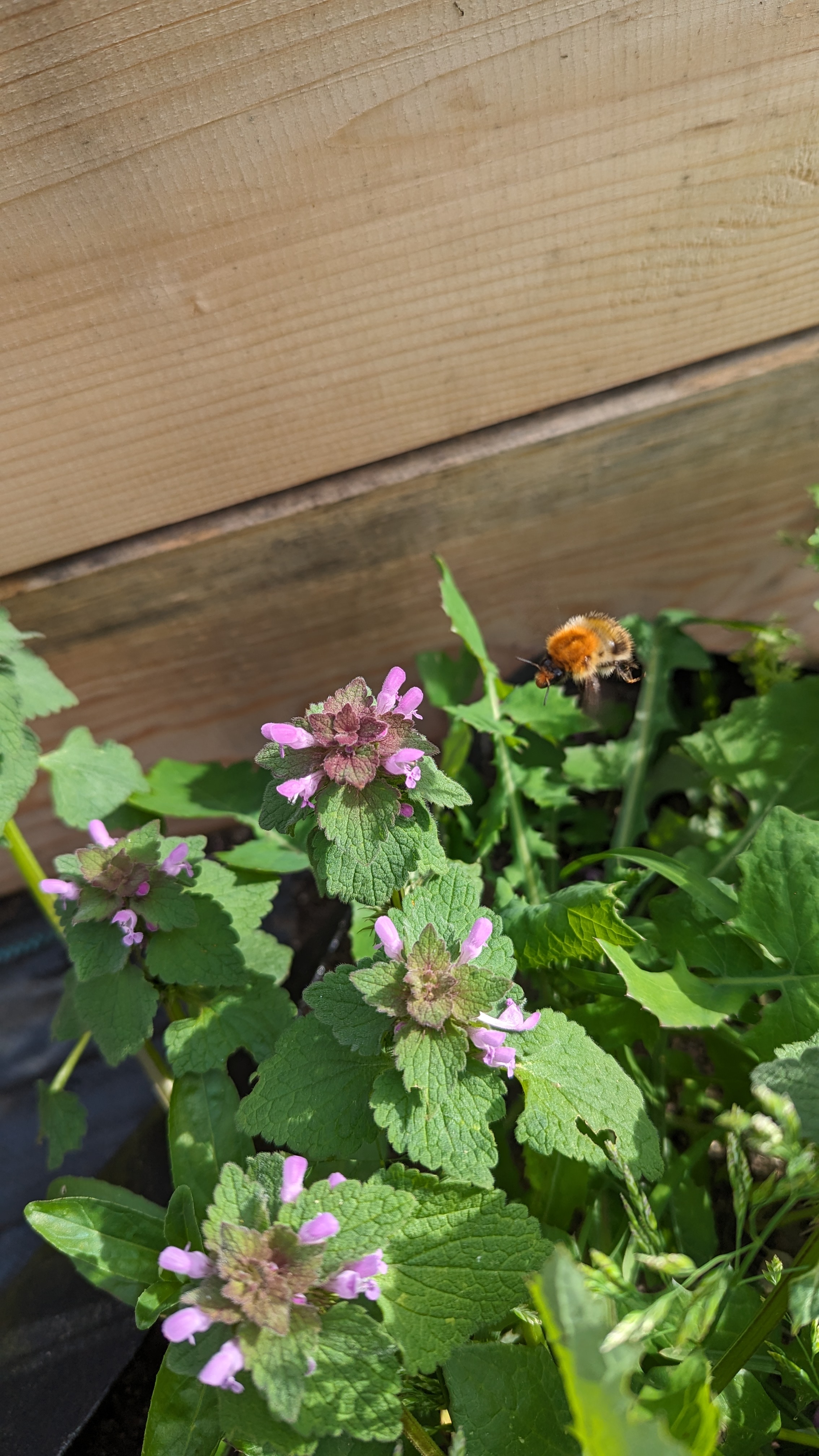 A photo of some green foliage, with some small purple-lilac flowers. Above them is a bumblebee, orange and black.