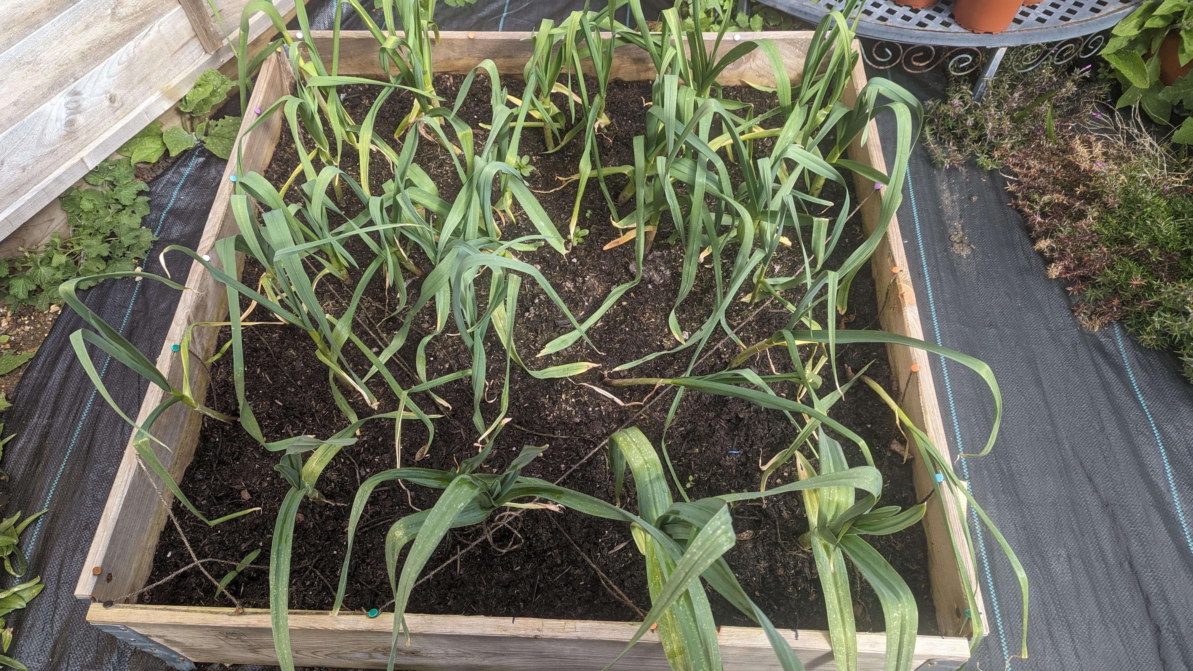 A one meter by one peter planter with the soil about half way down it. Approximately 20 thick, mostly green, but with some yellow-orange-brown parts, garlic stalks are growing, they seem to be about 30 cm (one foot) or so high.