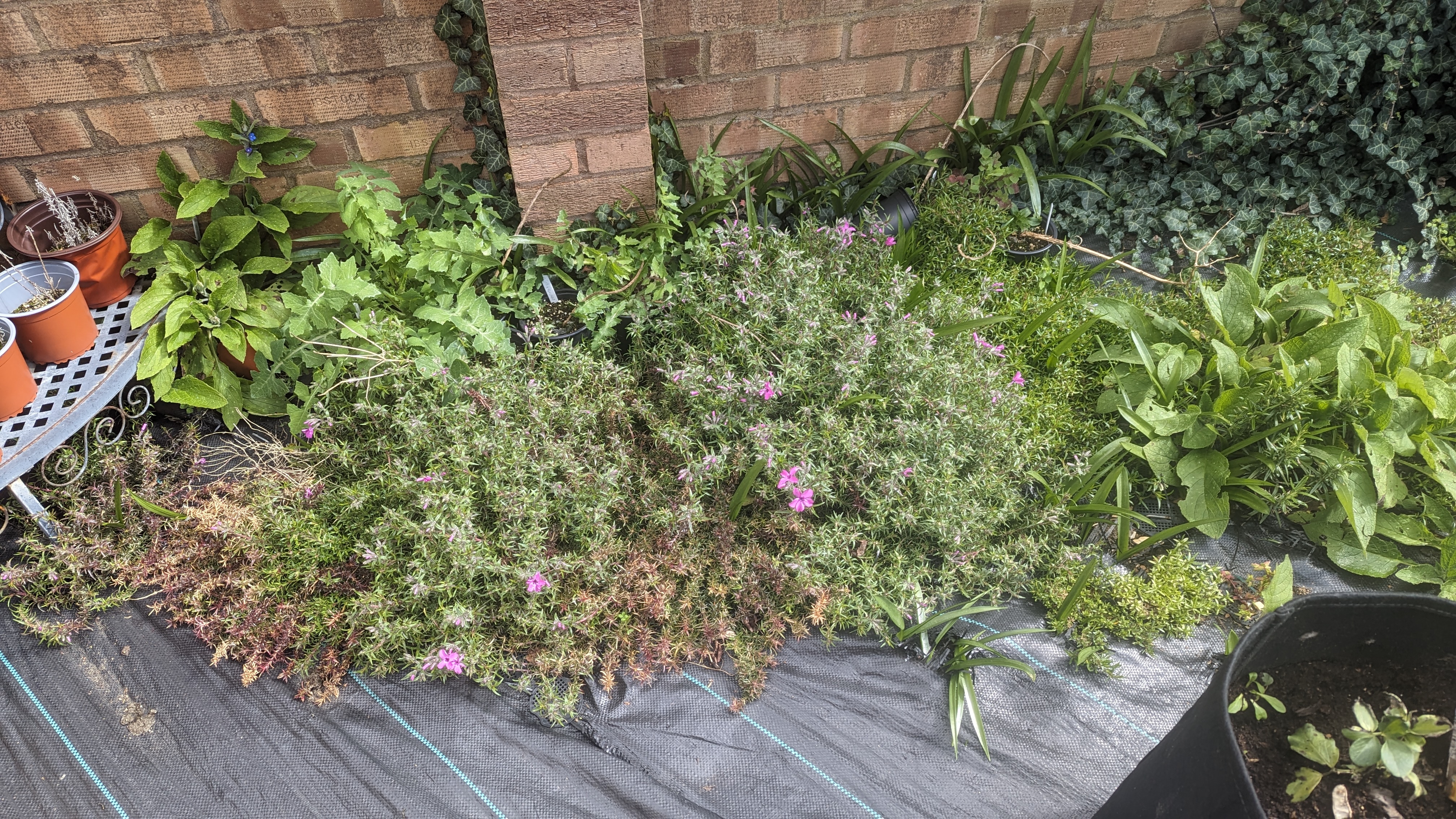 Some green spiky looking plants. They have some pinky-purple flowers.