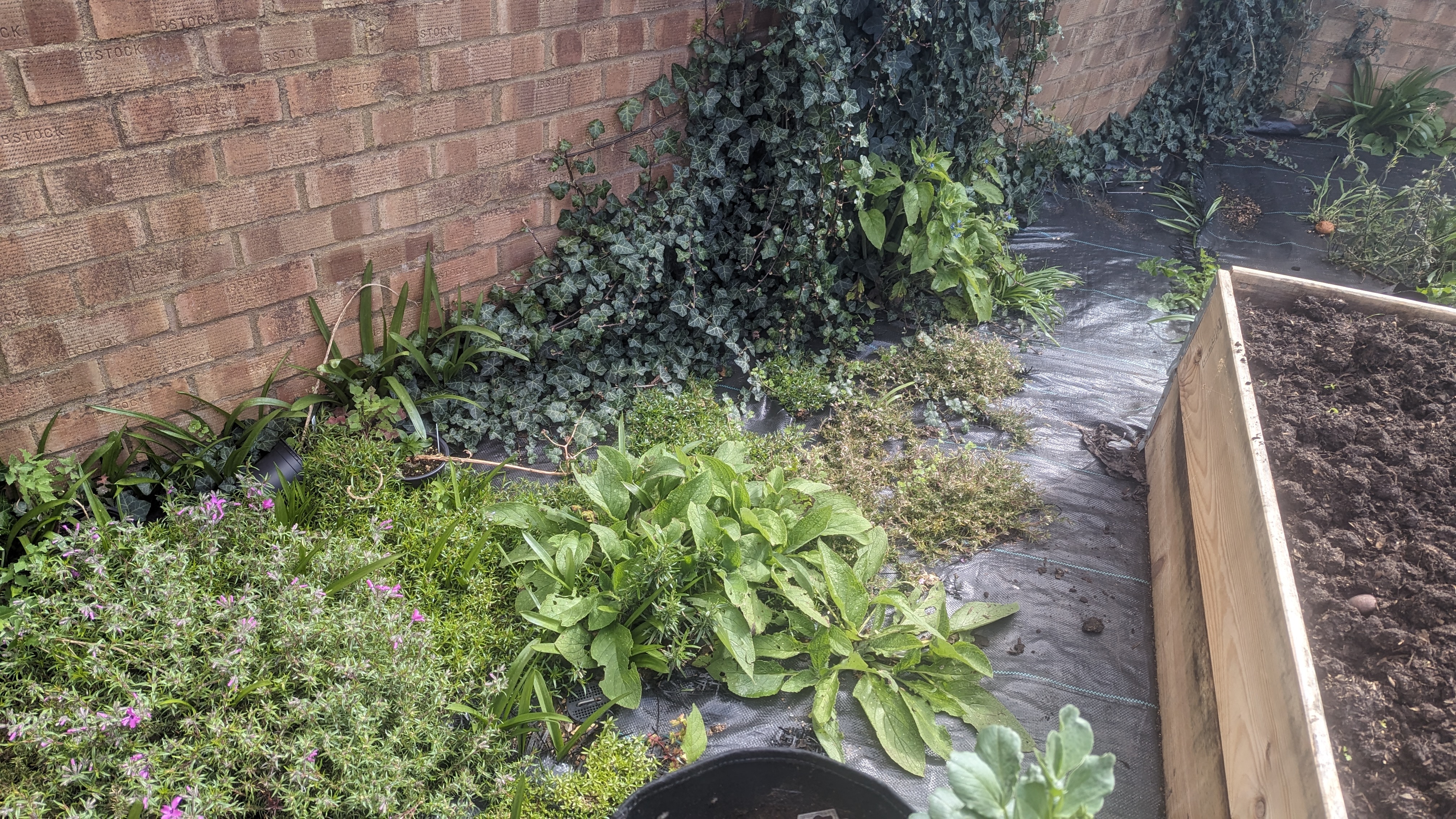 A worse photo of some green spiky looking plants. They have some white flowers buds. There are also a bunch of so called weeds in the shot, but they’re just living their lives.