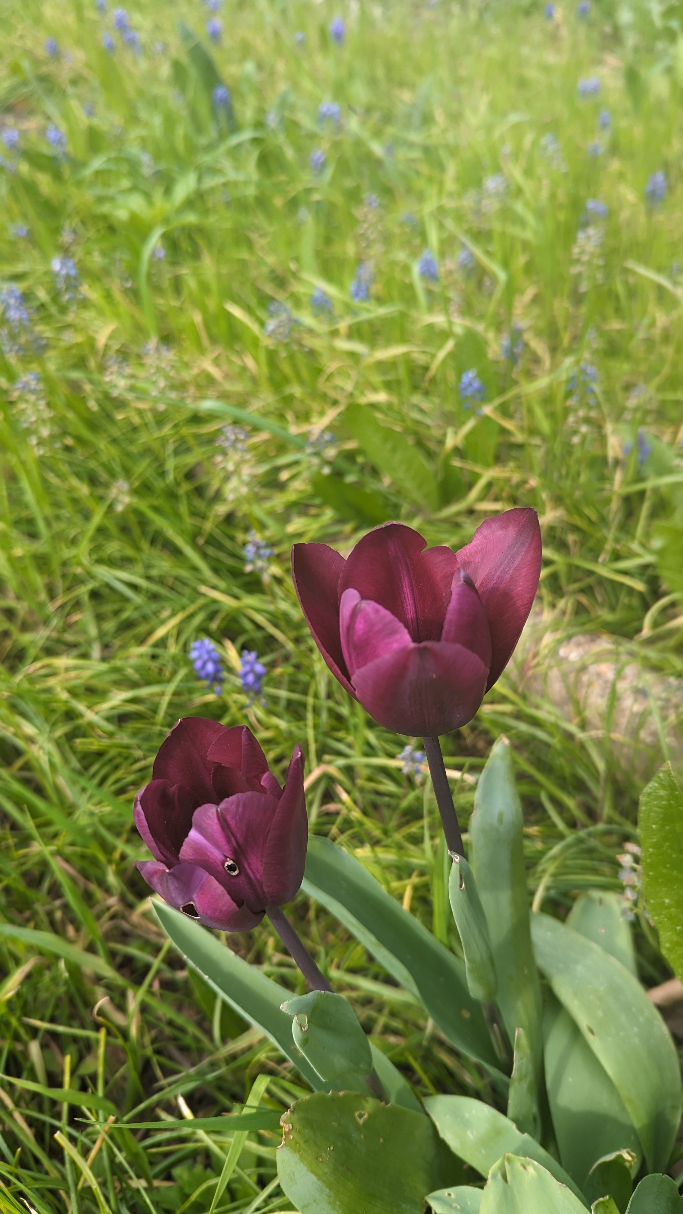 A close up of two purple tulips. The heads of the flowers are quite small, but they’re a really lovely dark purple colour.