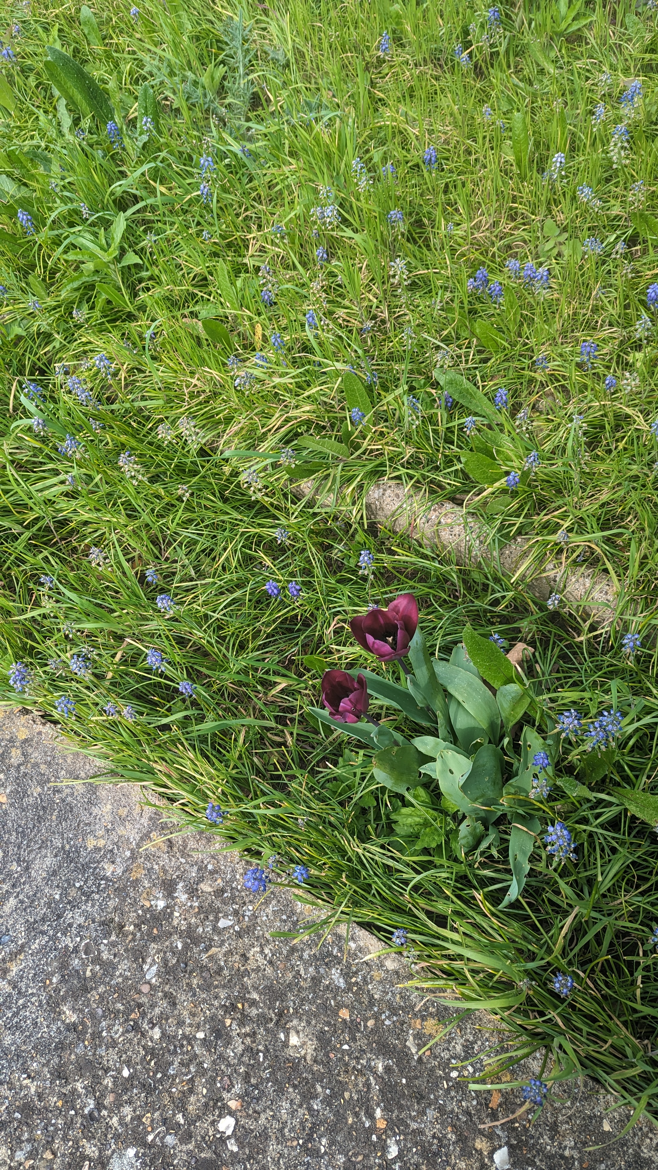 An almost direct look down on the tulips. They are a deep, dark purple colour surrounded by a sea of green on most sides, which is interspersed with purpley-blue hyacinth flowers. There is a stone and concrete path in the bottom left of the picture.