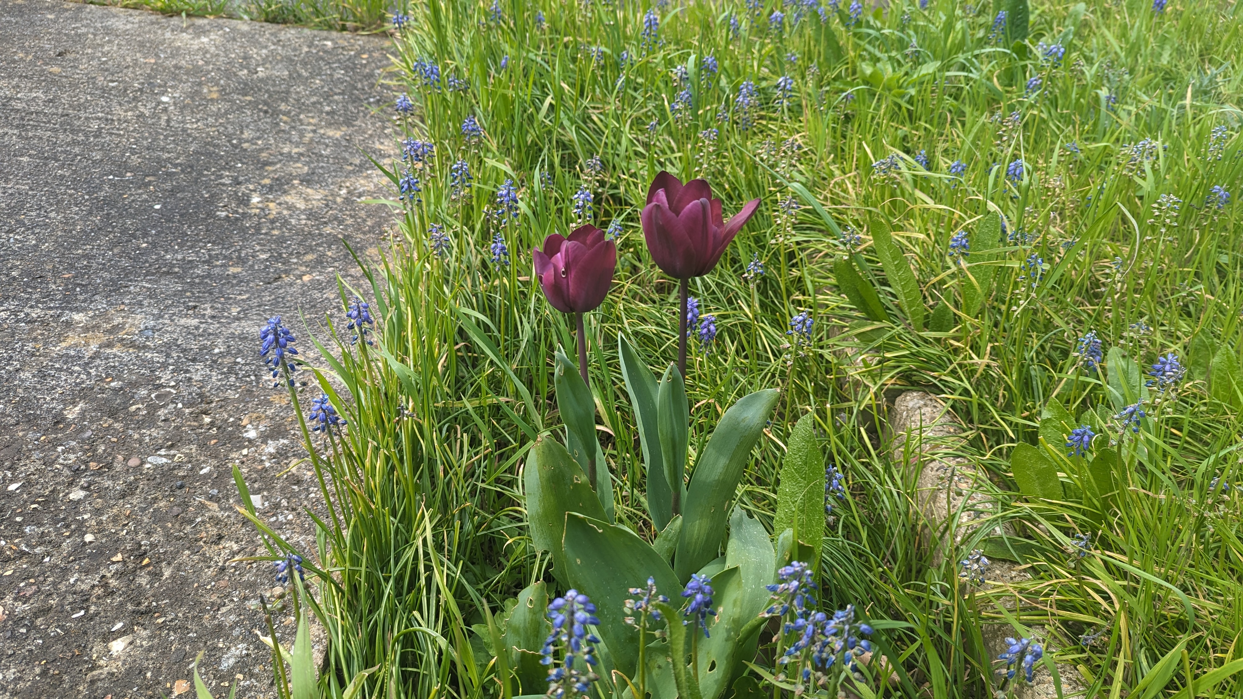 A medium close up of the tulips. They are a deep, dark purple and sitting in a sea of green, blue-purple plants. To the left is a stone and concrete path, and to the right is a small stone and concrete curb.