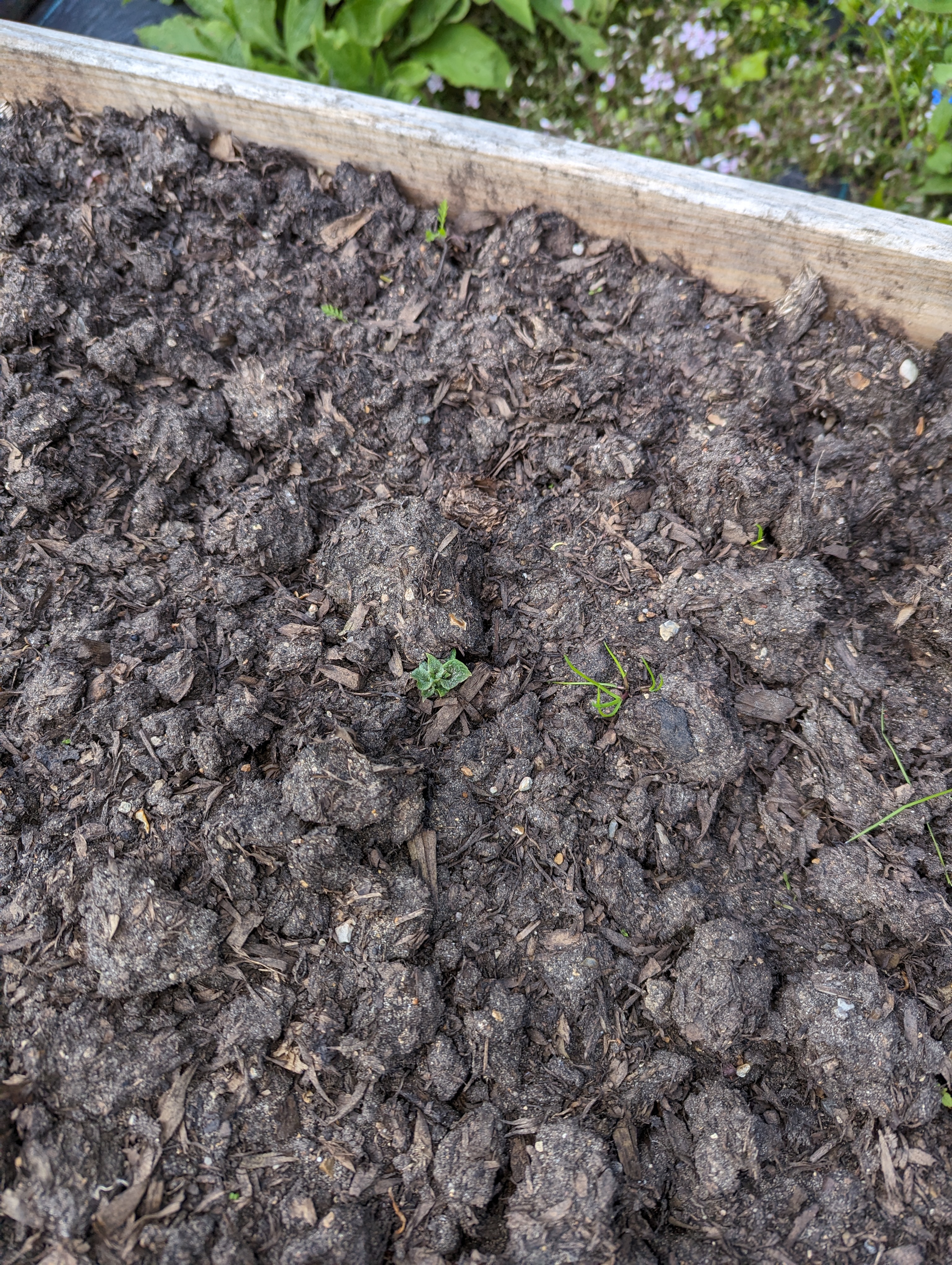 A mostly brown dirt picture, but with a potato sprouting above the ground slightly in the middle