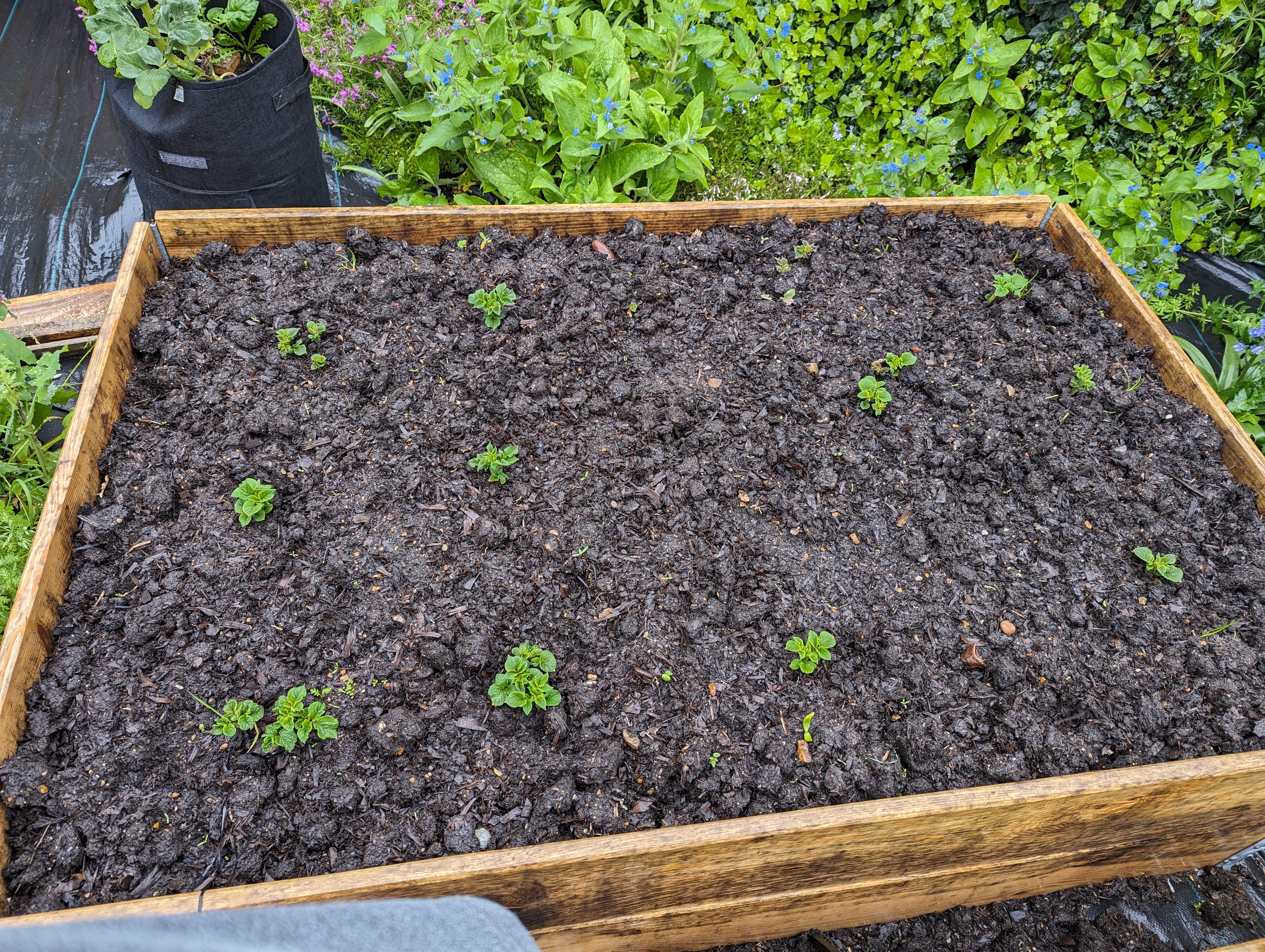 A photo of a raised bed, mostly brown with wet soil, but at points there are small potato plants peaking over the ground.